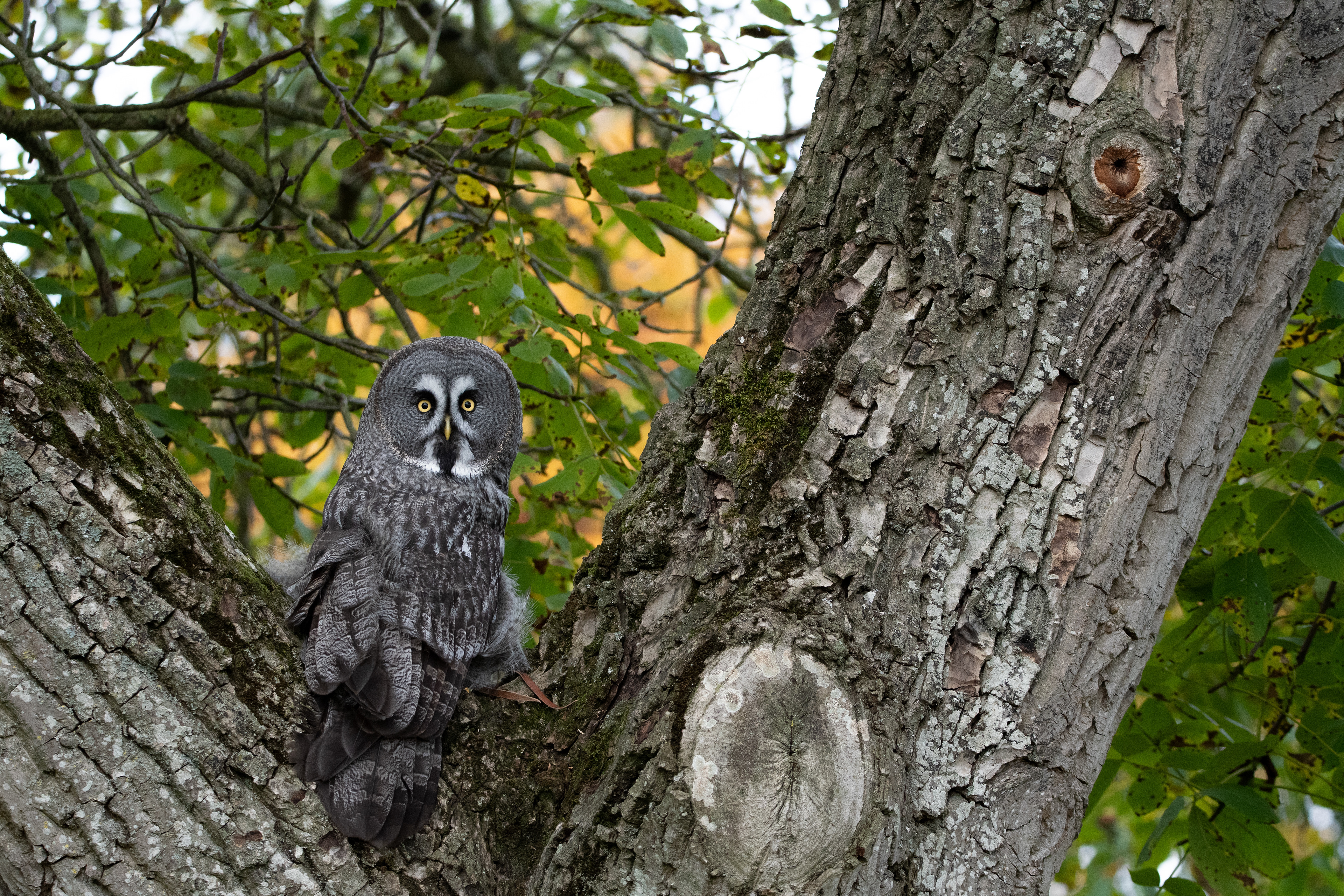 Great grey owl