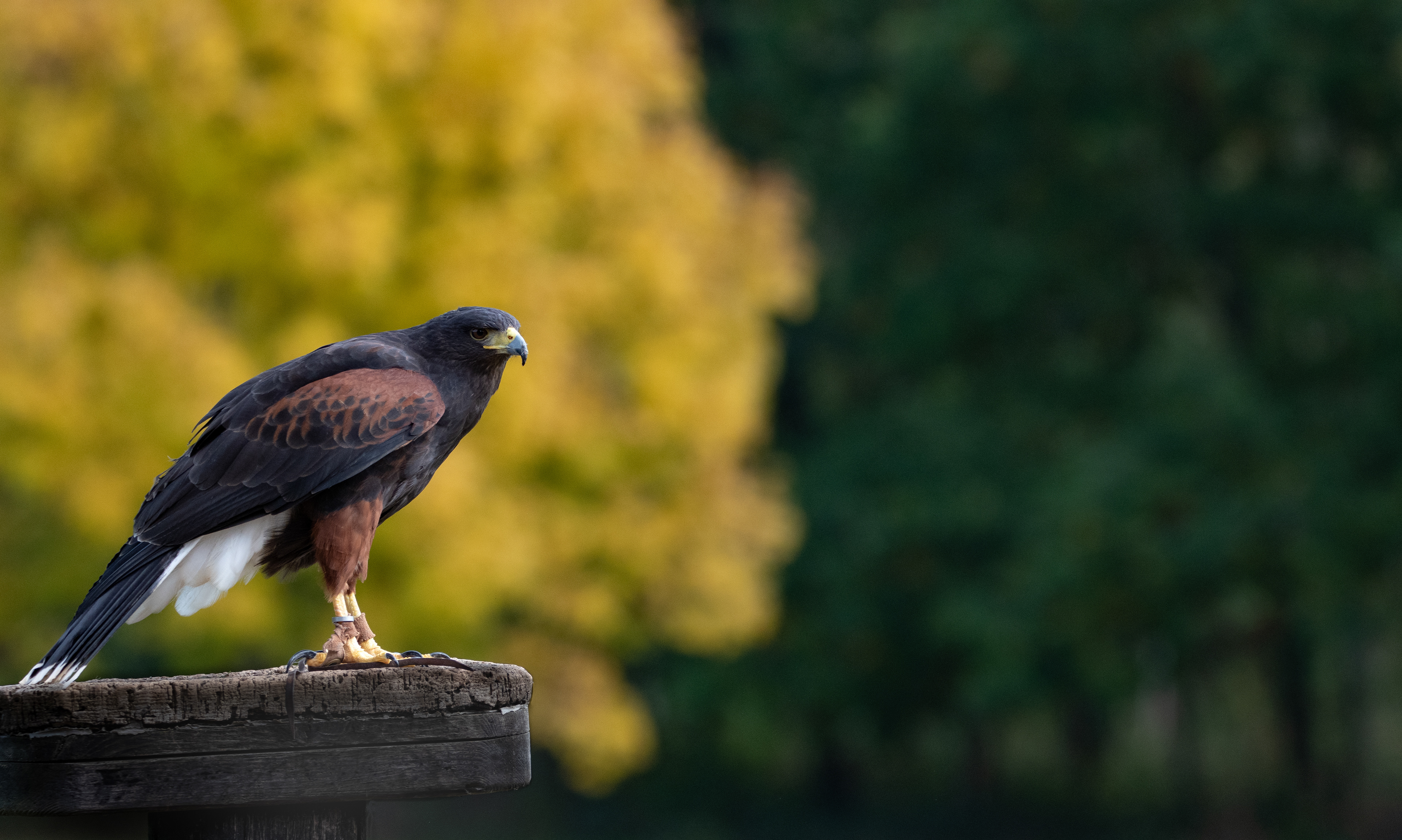 HarrisHawk - Domino