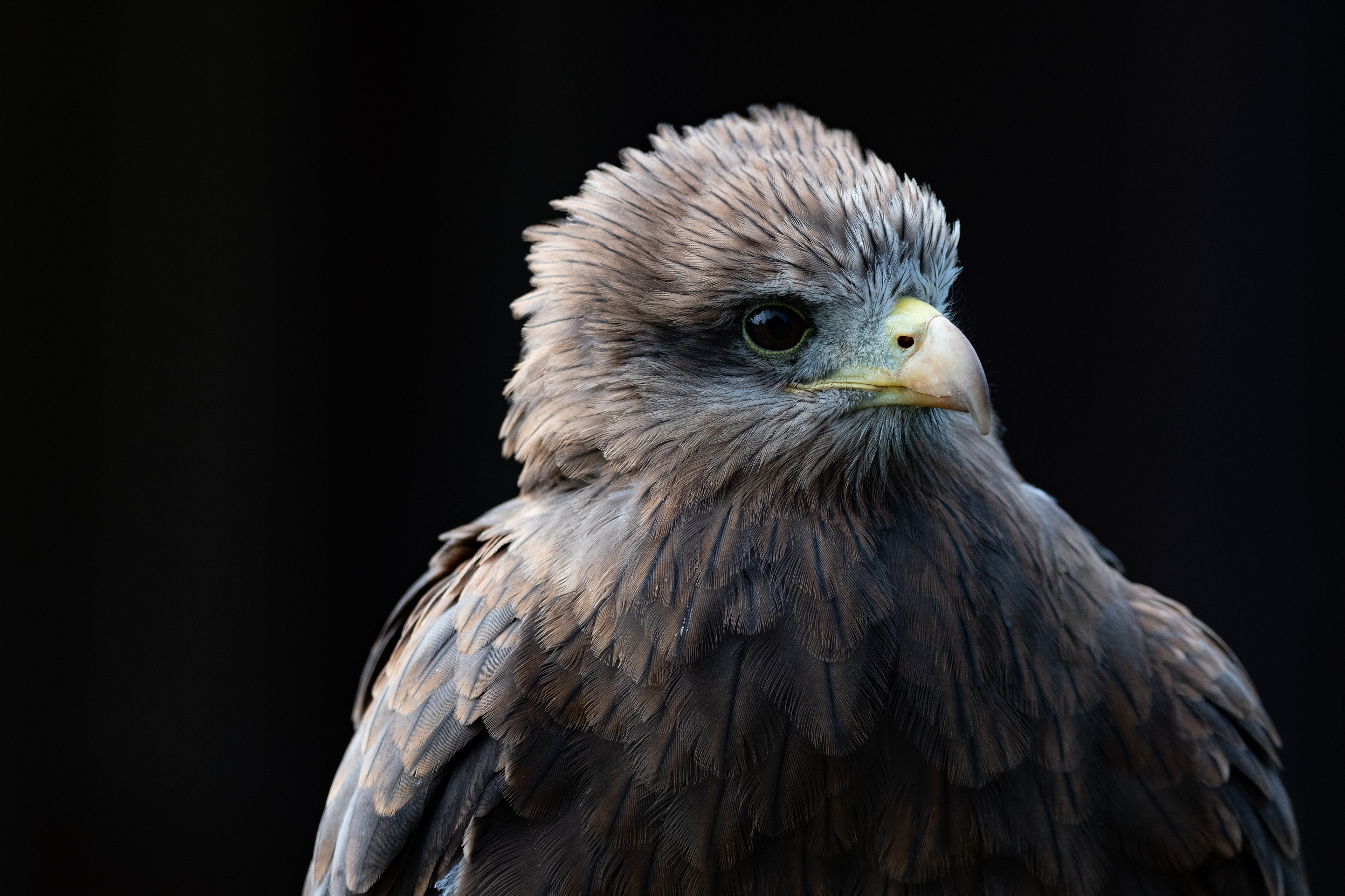 yellow billed kite