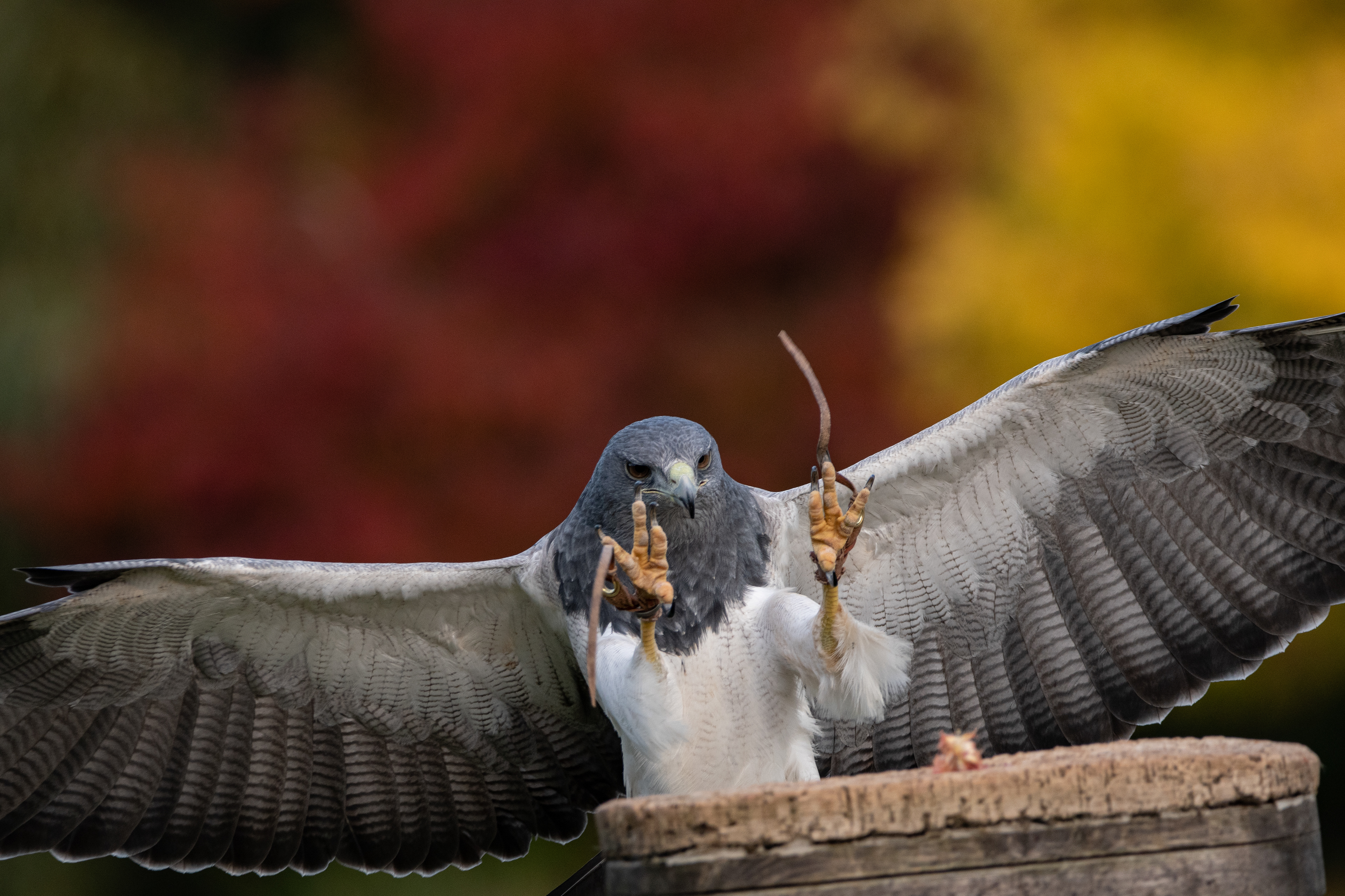 Grey buzzard eagle