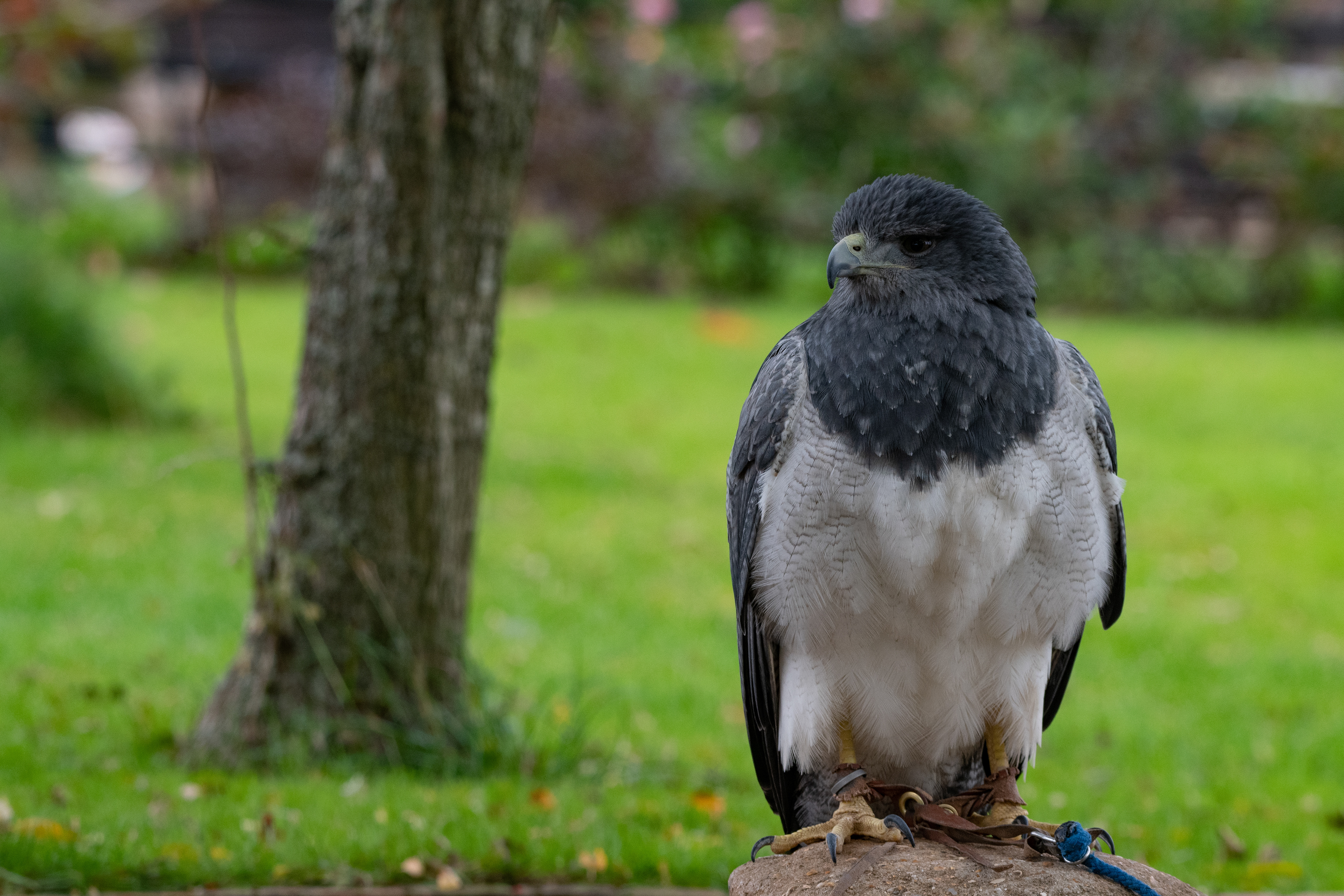 grey buzzard eagle