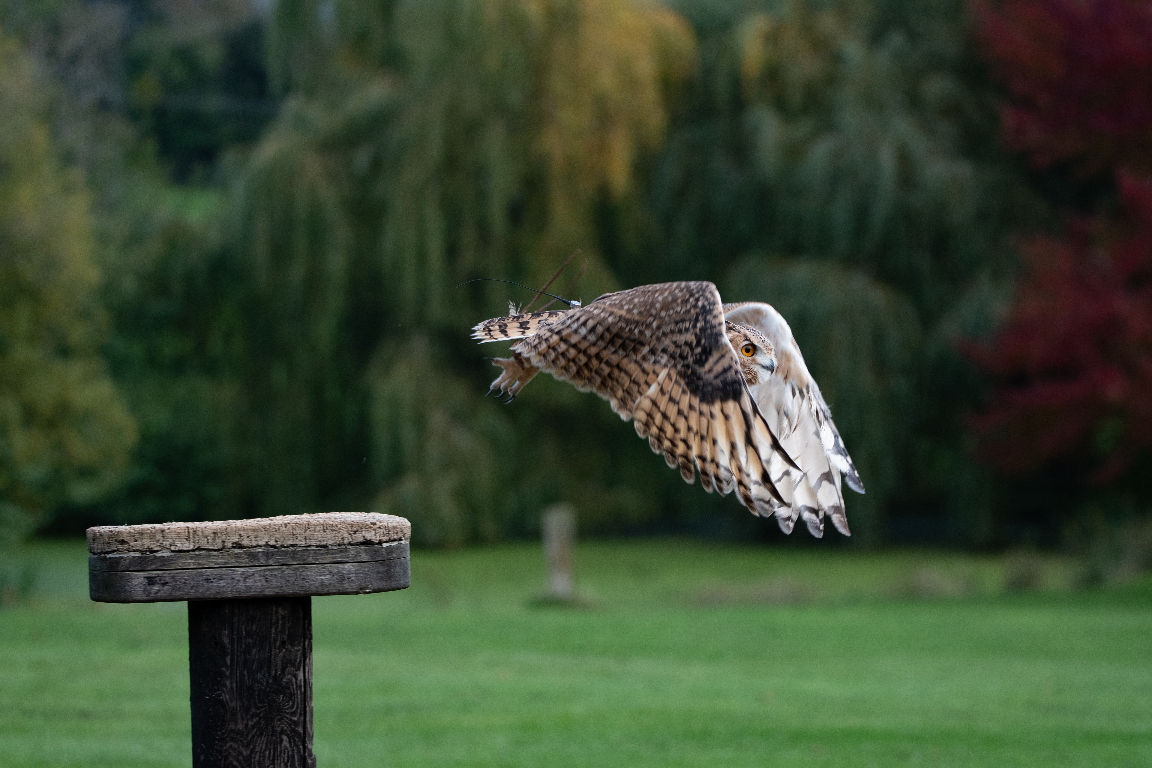 eagle owl - Hemp