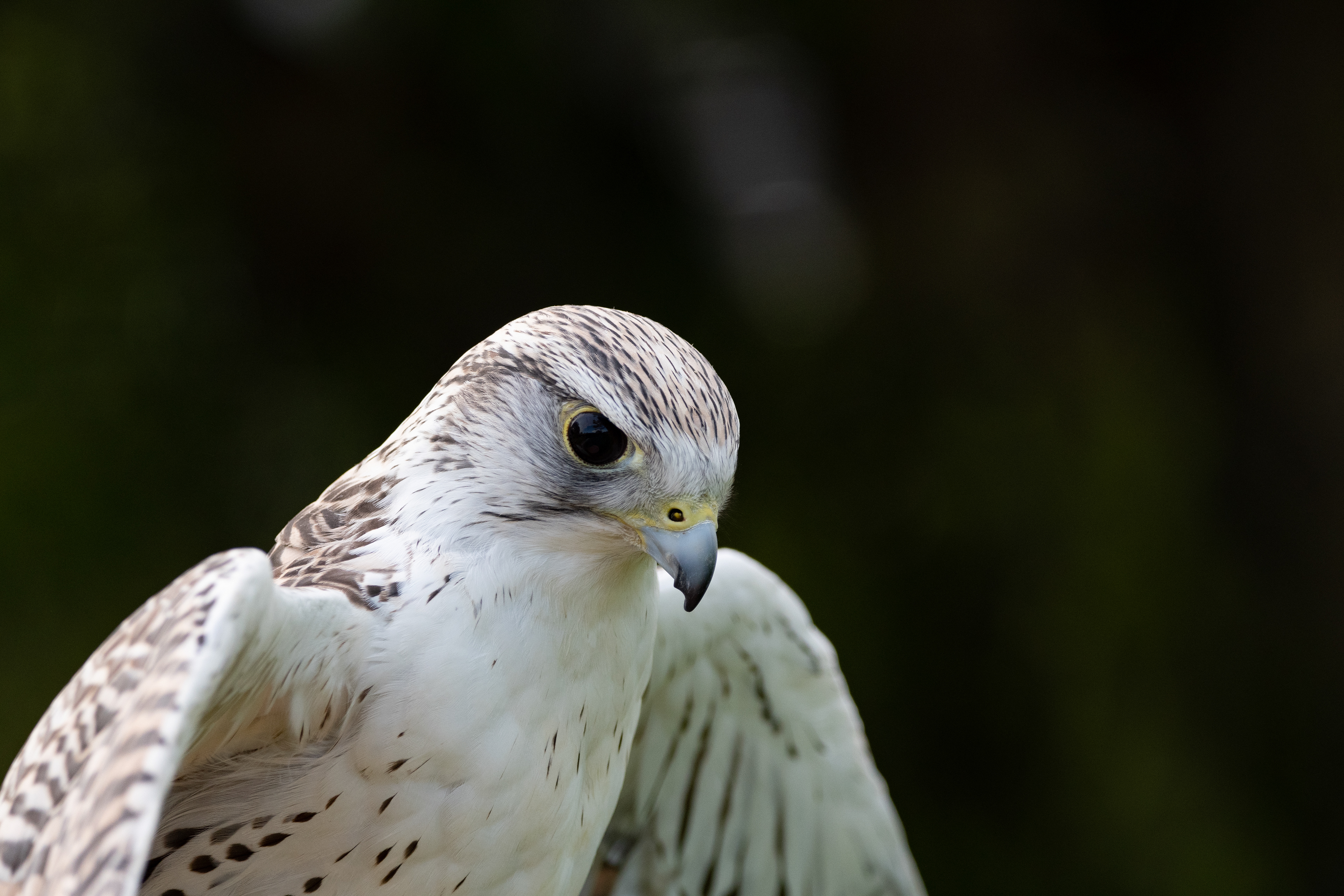peregrine falcon