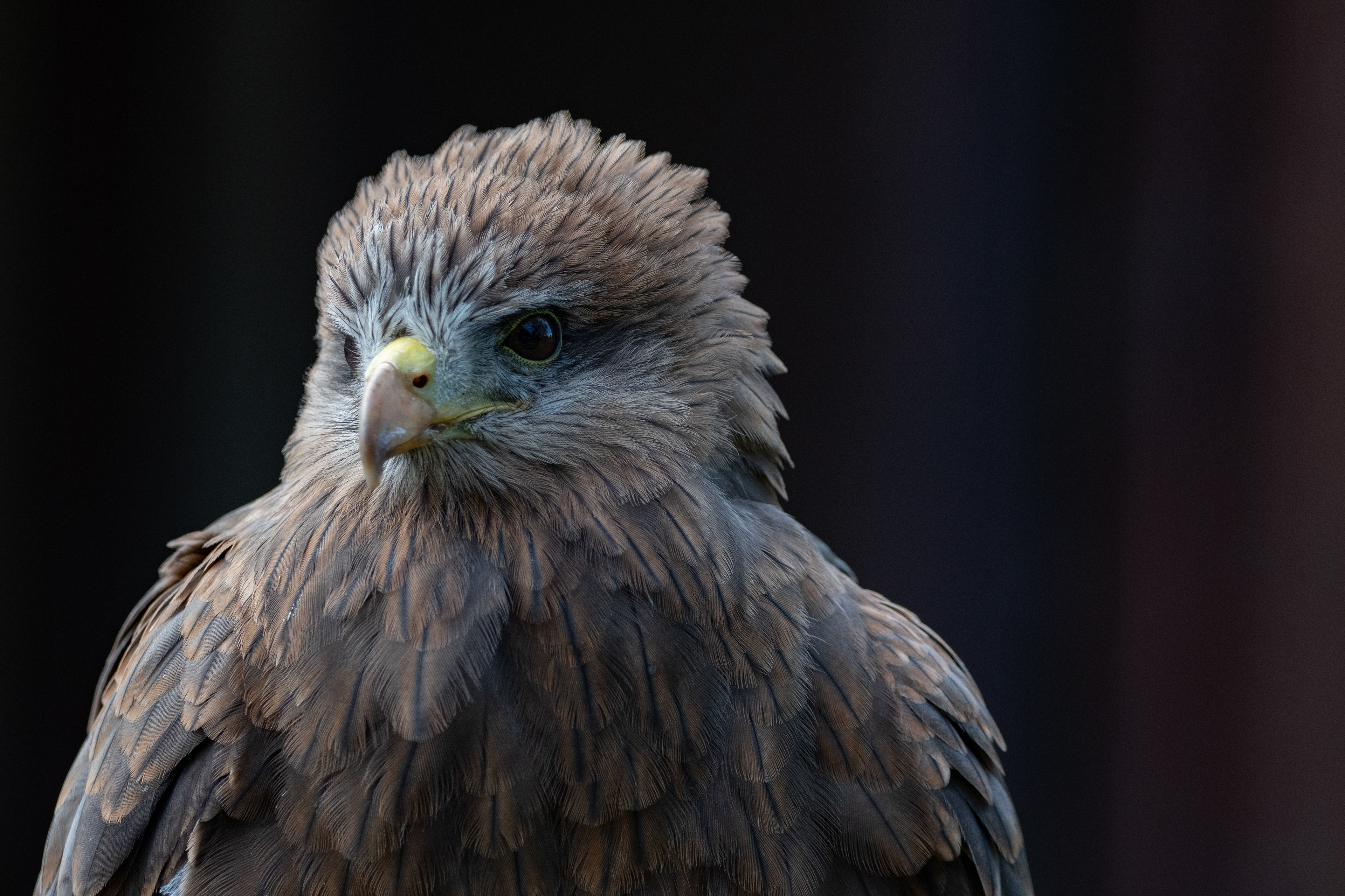 yellow billed kite
