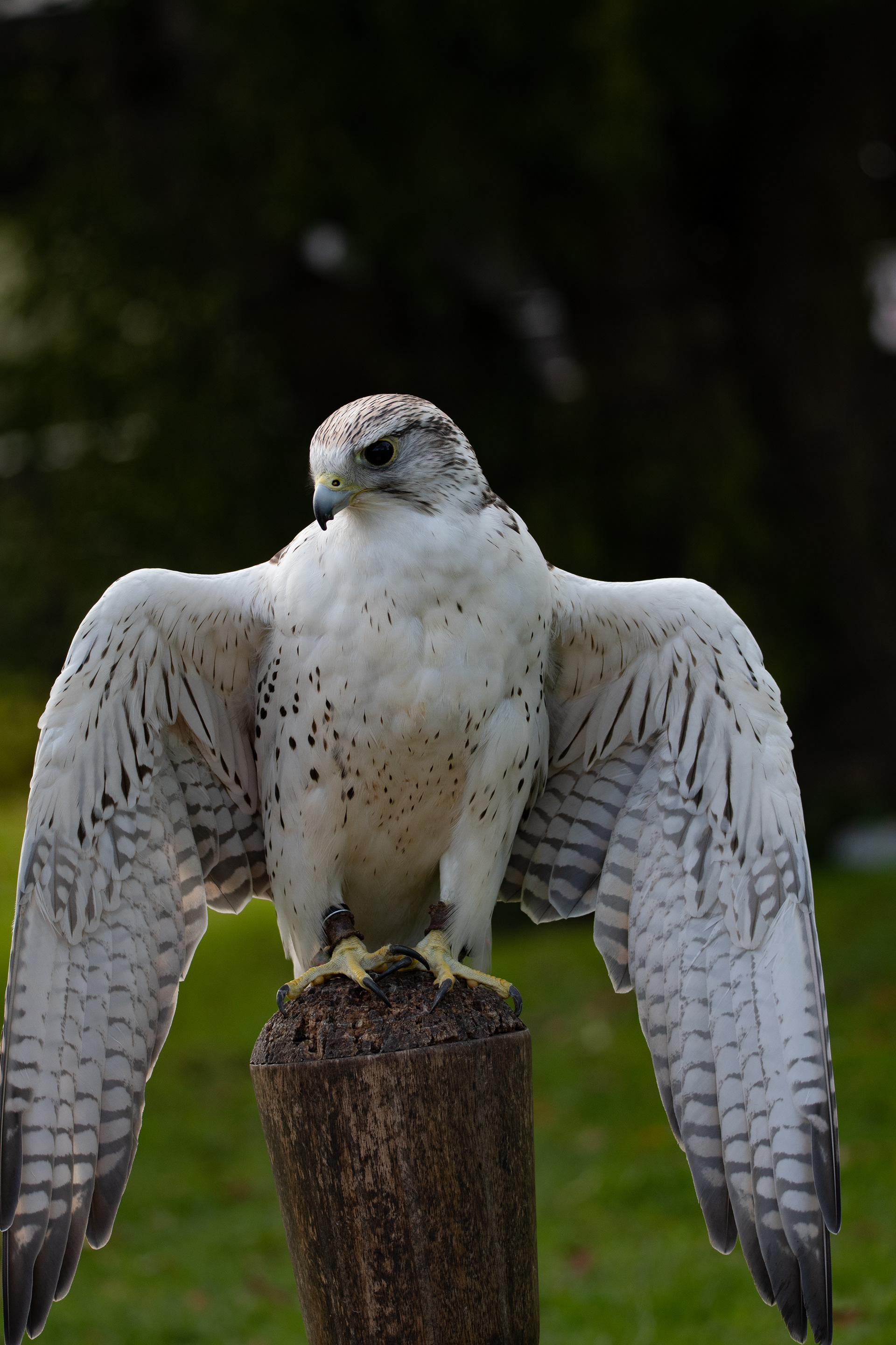 peregrine falcon