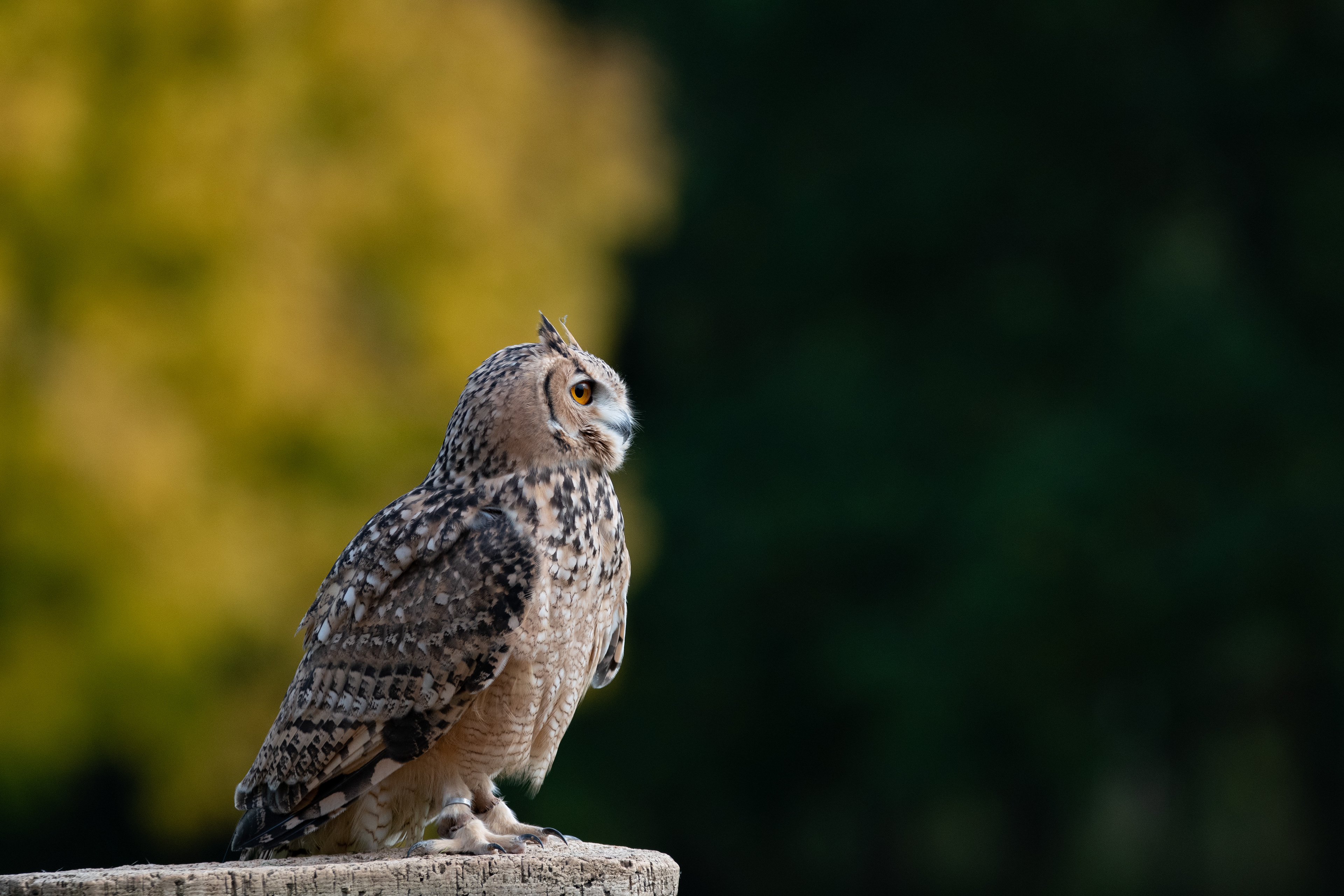 eagle owl - Hemp