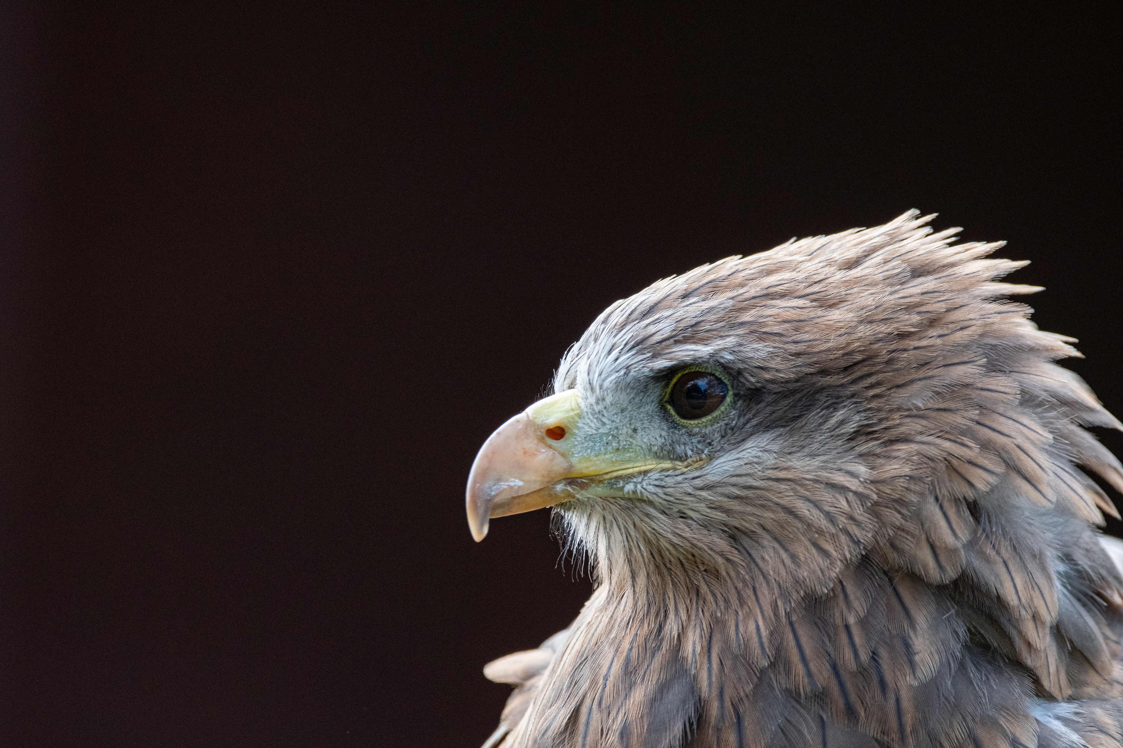 yellow billed kite