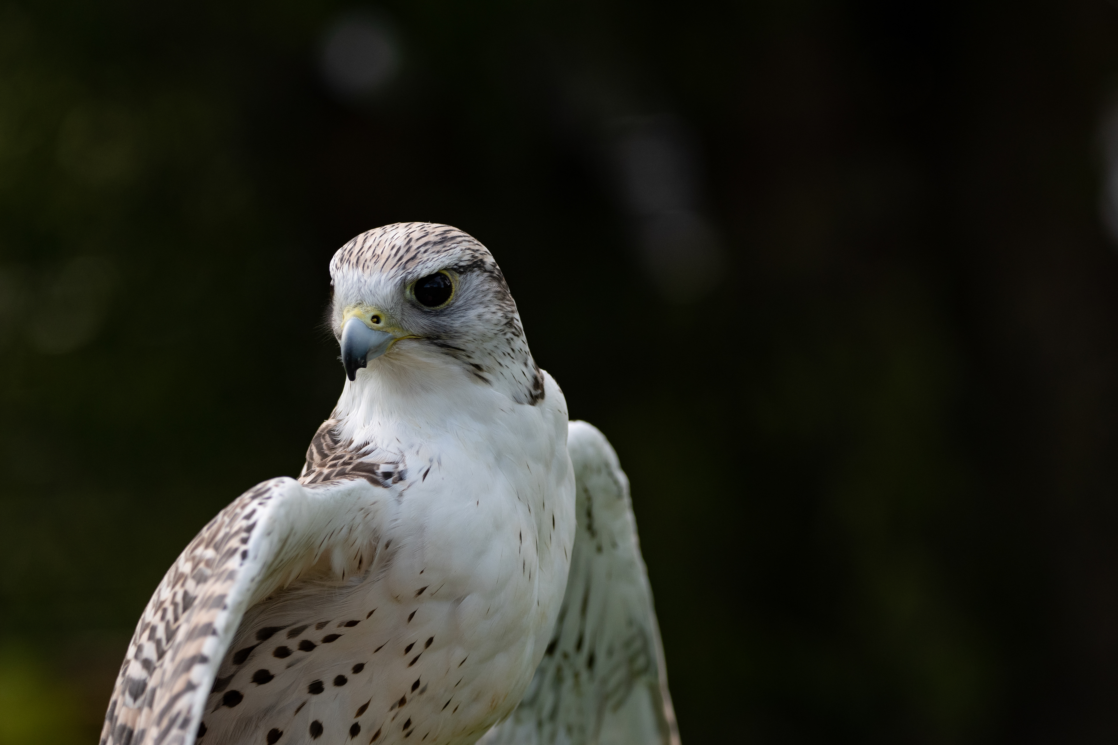 peregrine falcon
