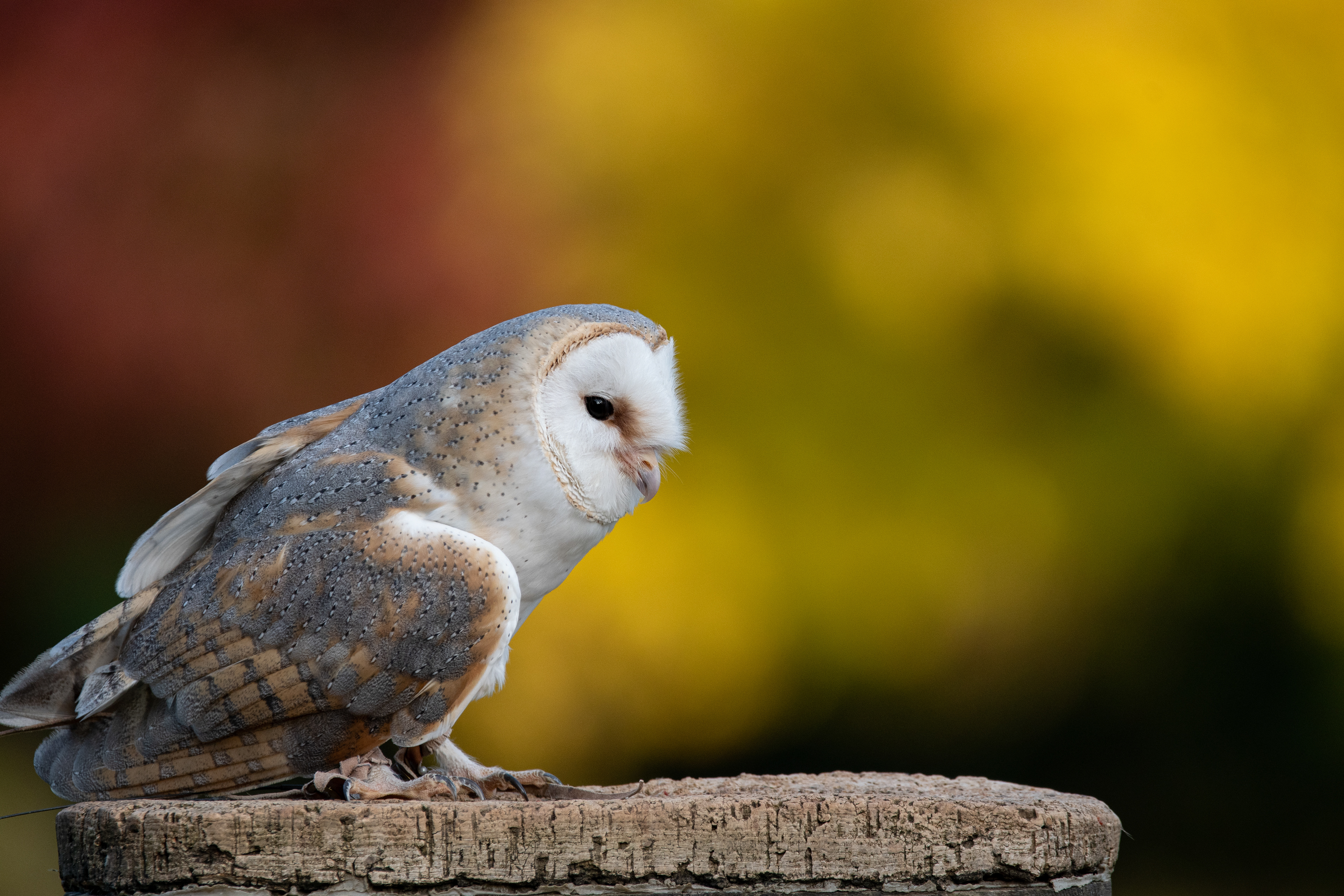 barn owl