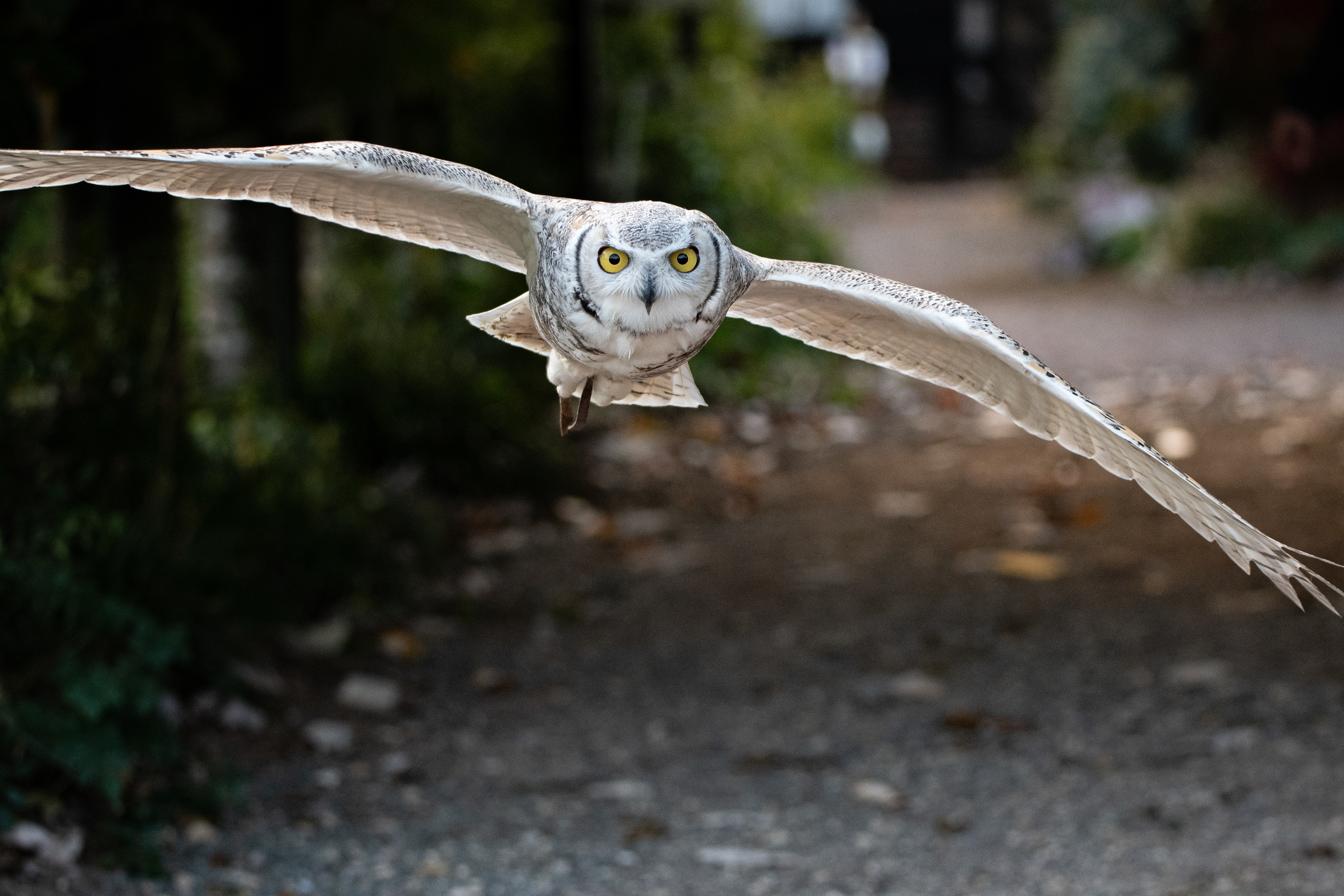 eagle owl