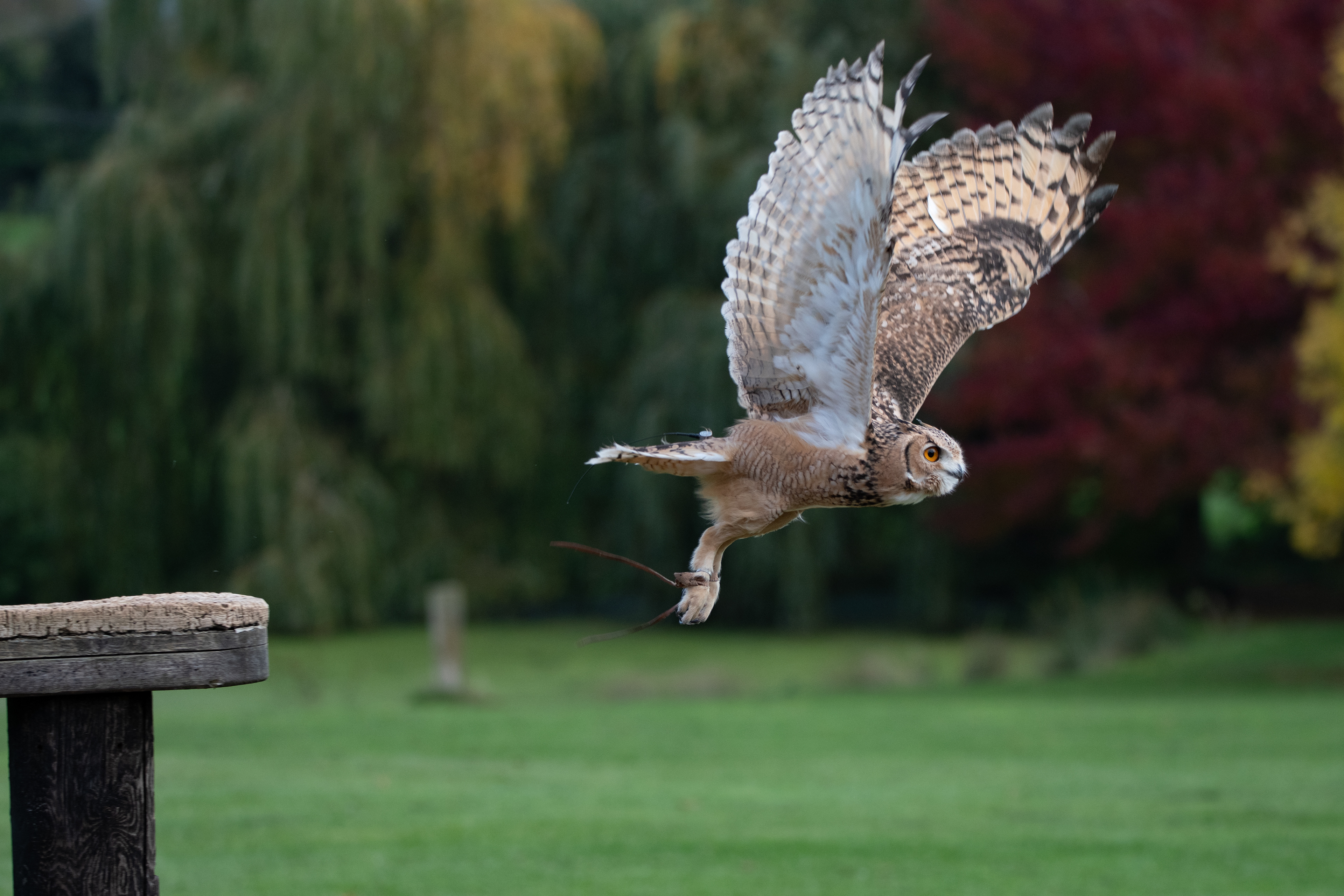 eagle owl - Hemp