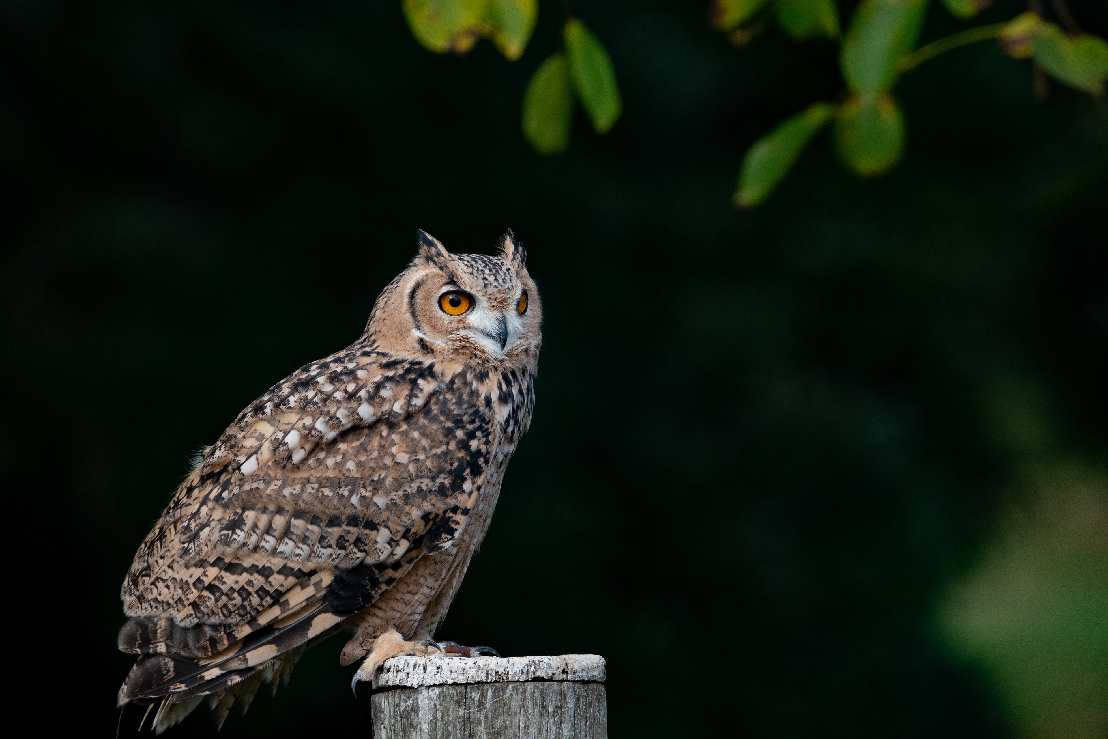 eagle owl - Hemp