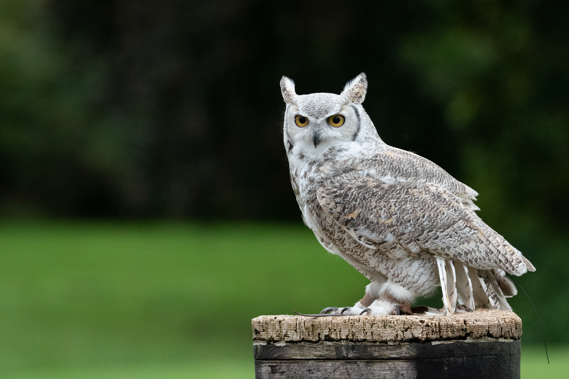 eagle owl - hemp