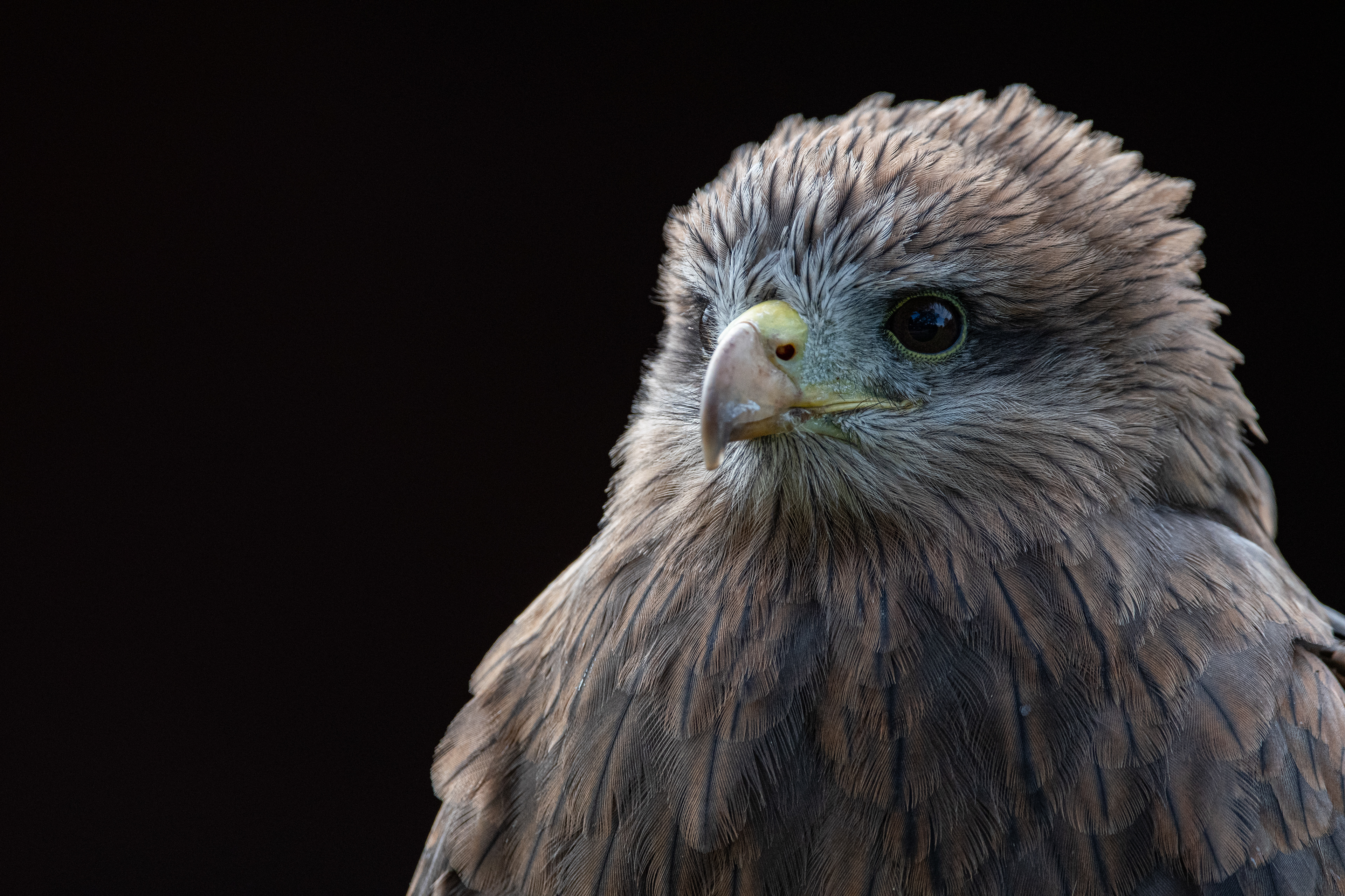 yellow billed kite