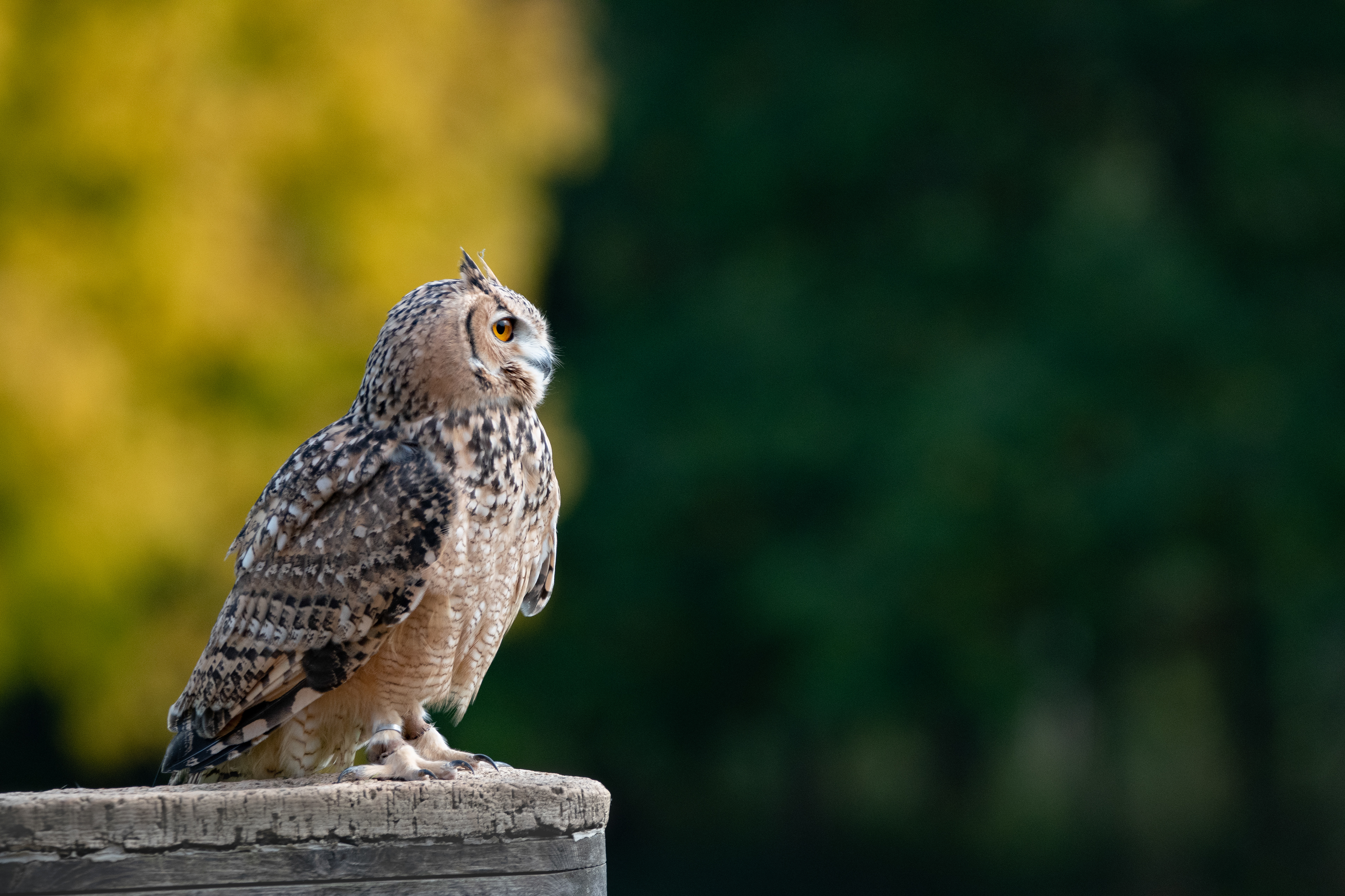 eagle owl - Hemp