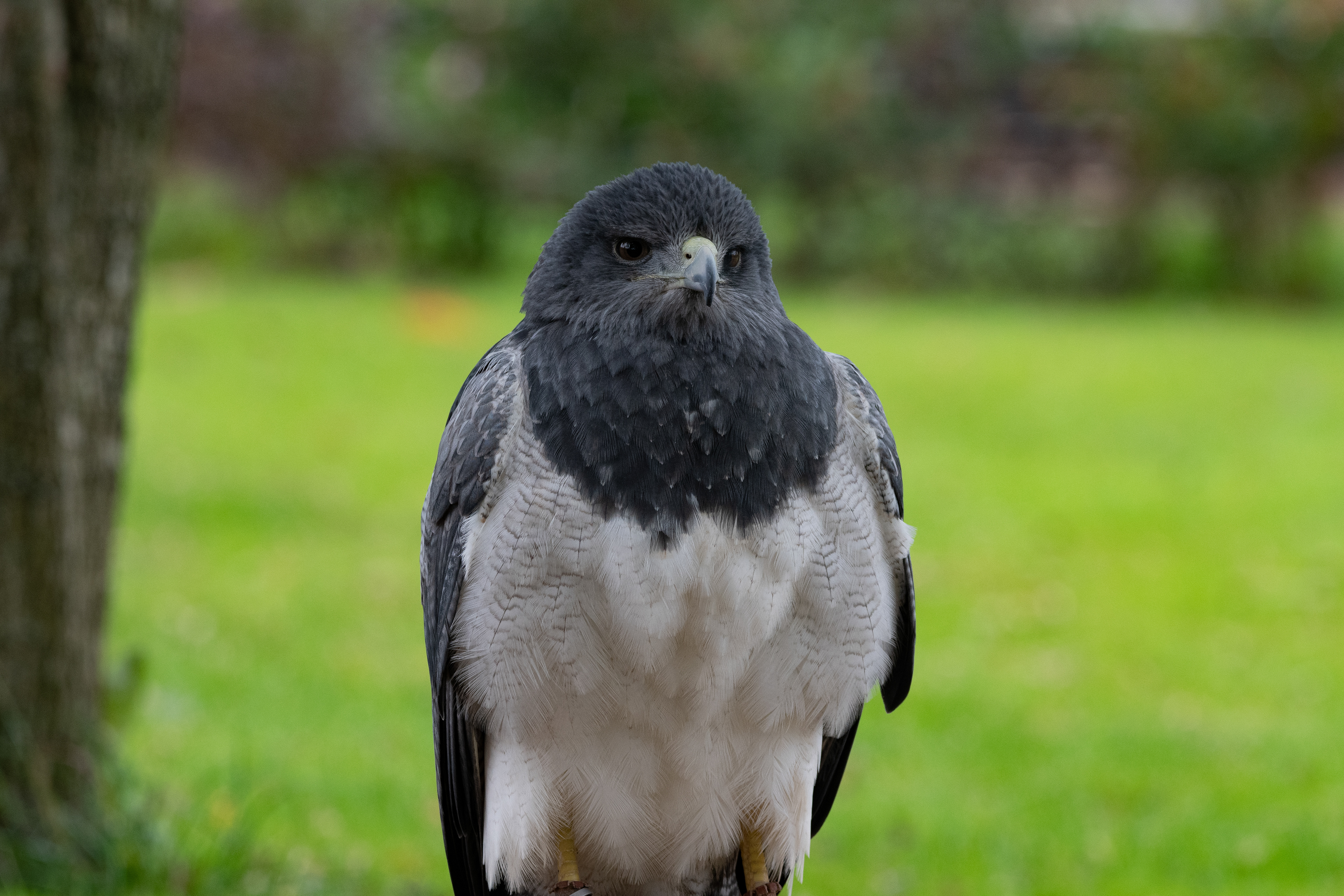 grey buzzard eagle