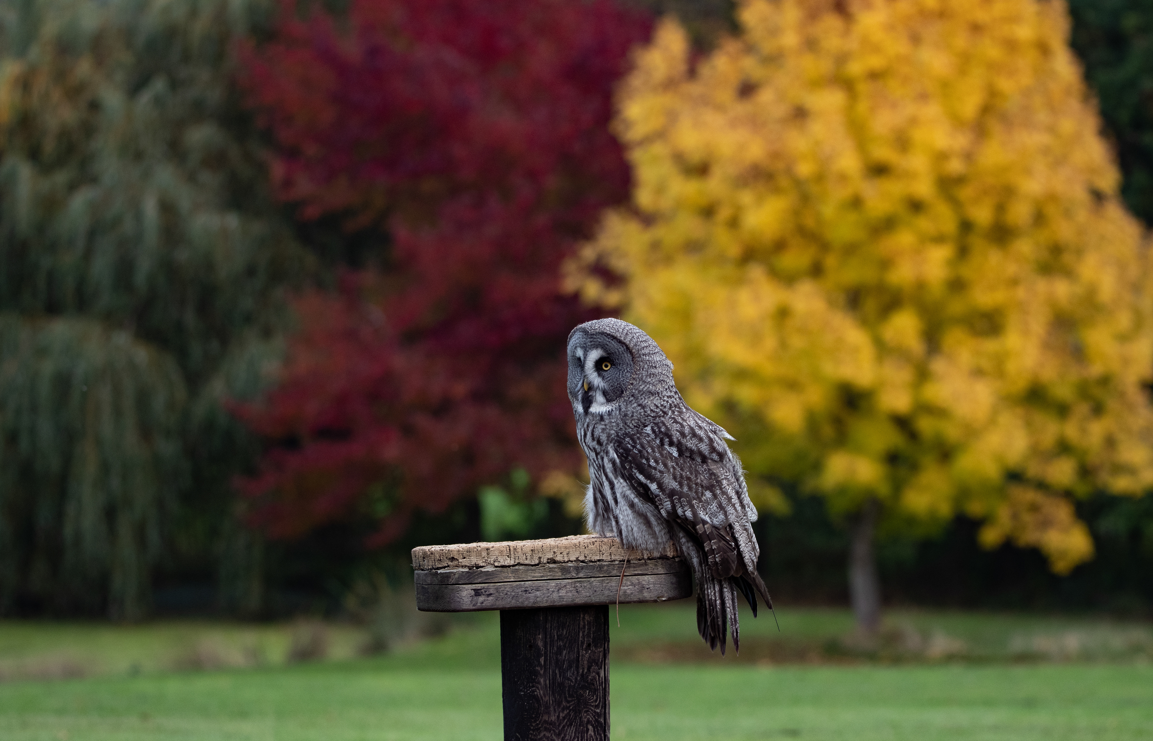 Great grey owl