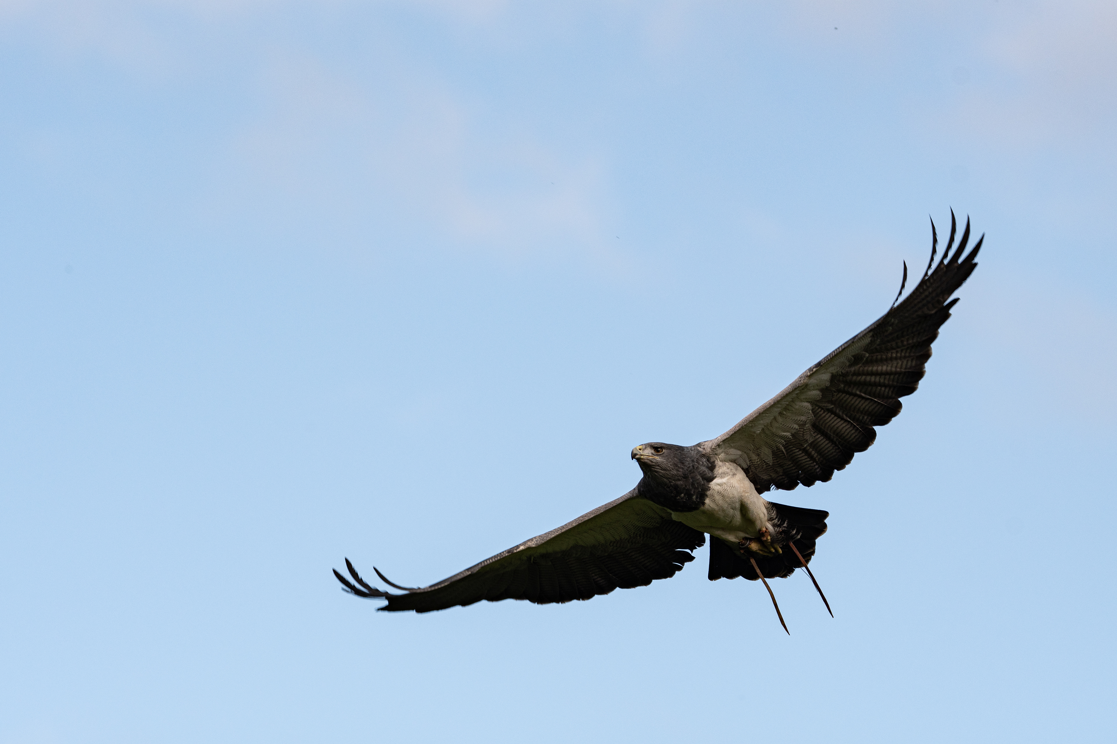 Grey buzzard eagle