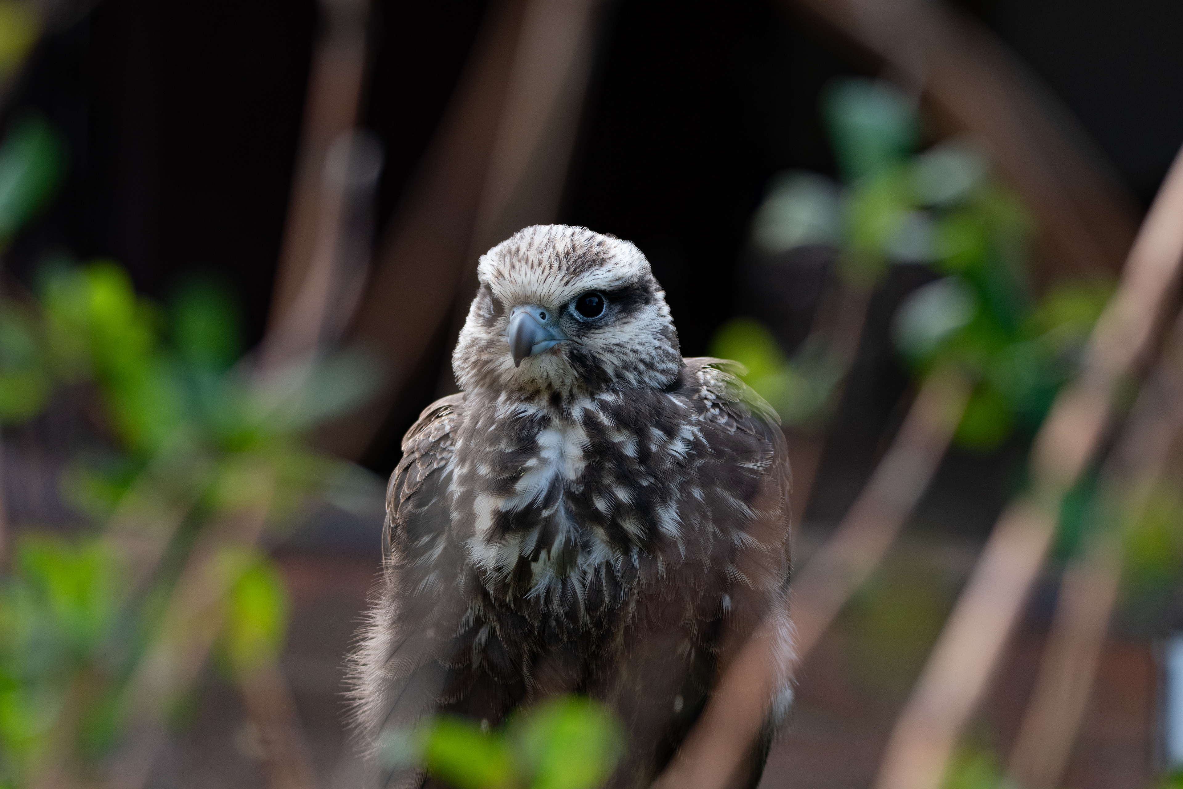 kestrel