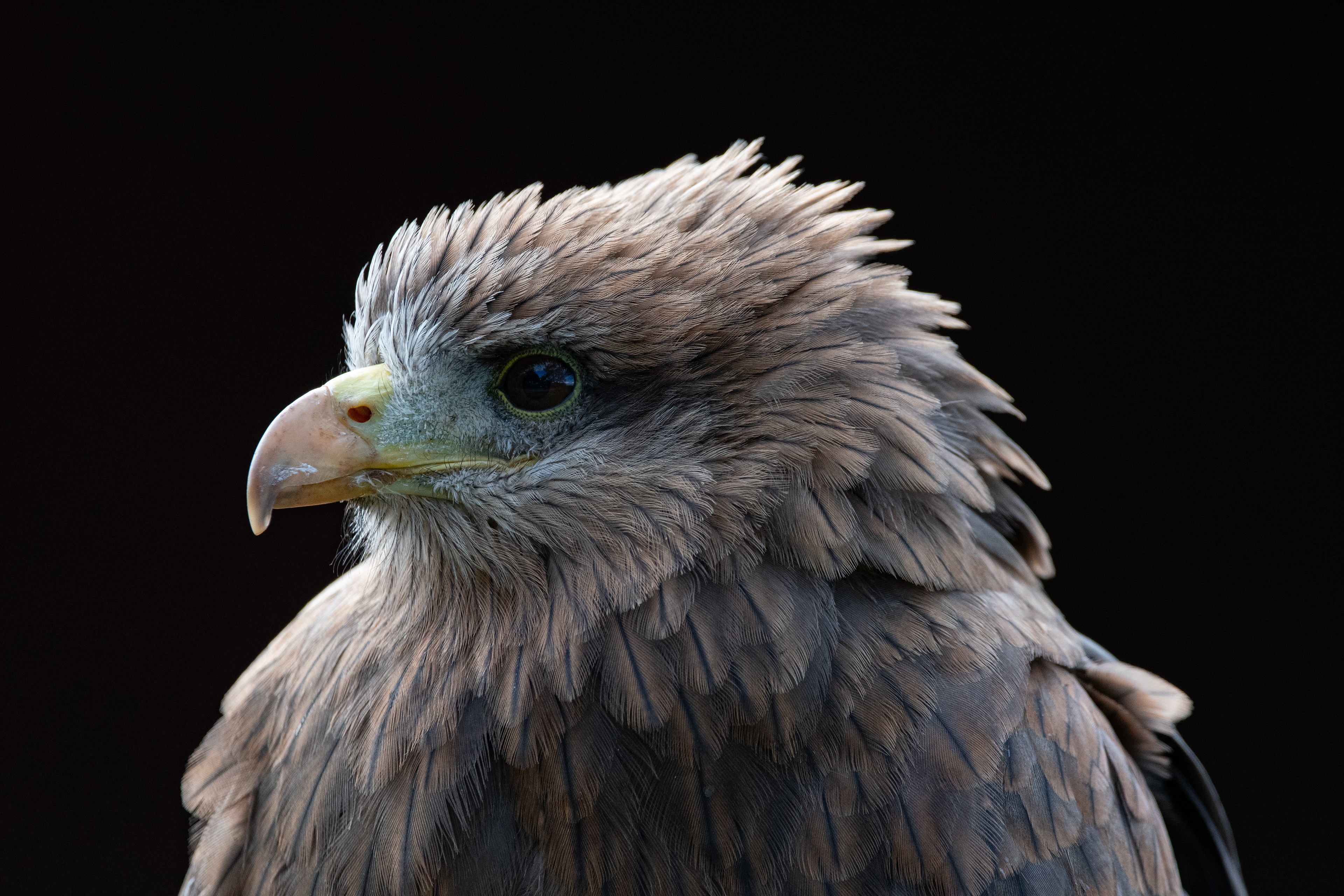 yellow billed kite