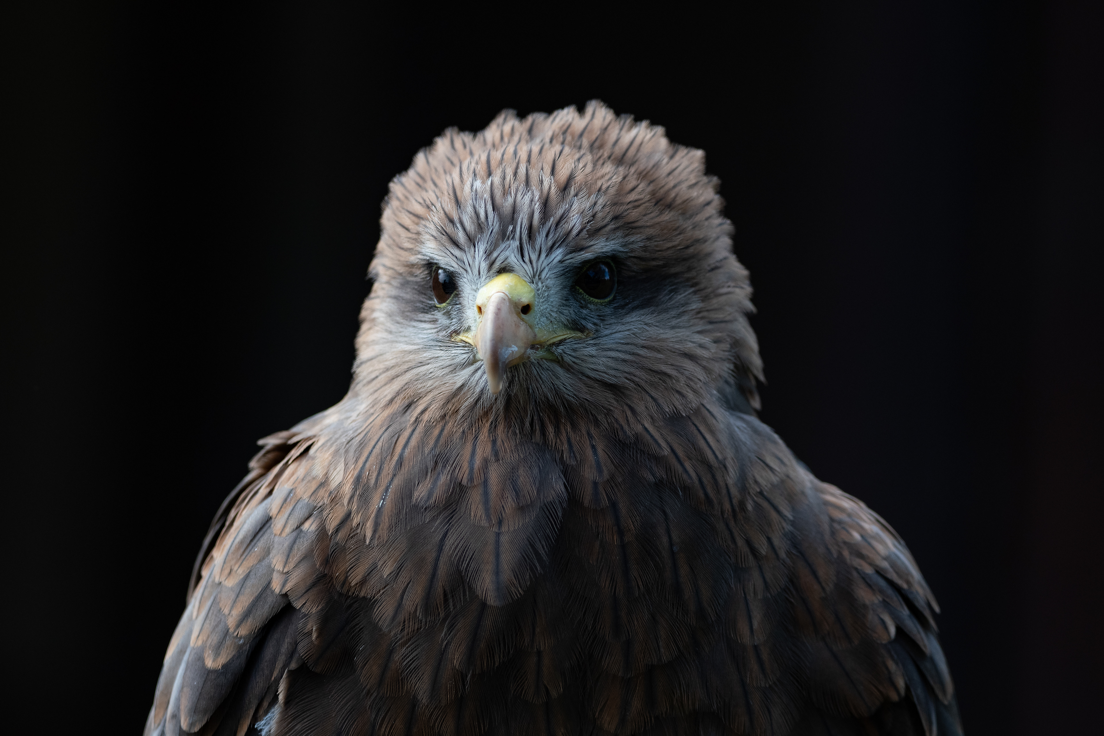yellow billed kite