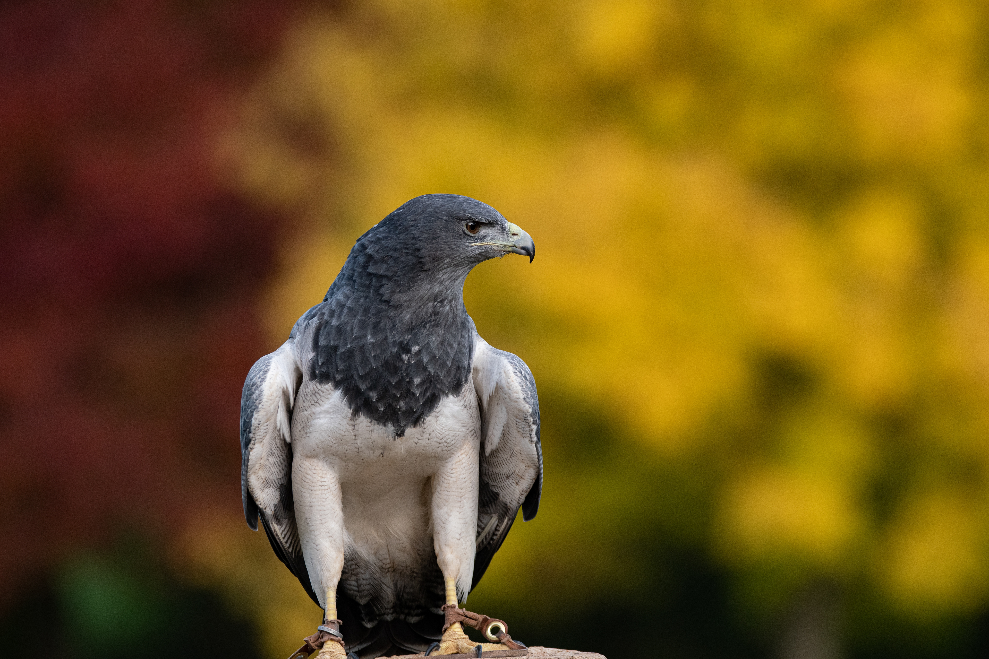 Grey buzzard eagle