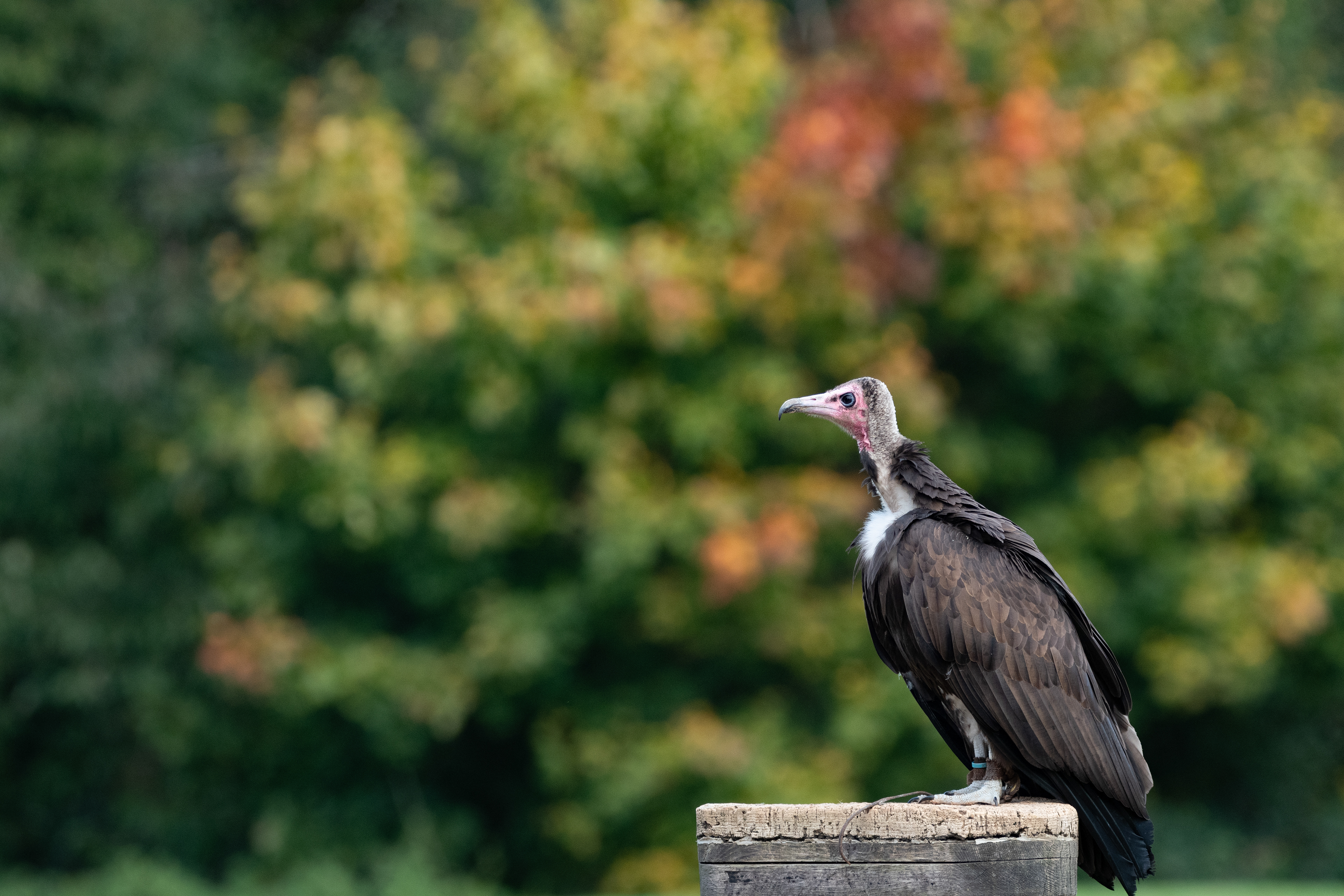 Griffon Vulture