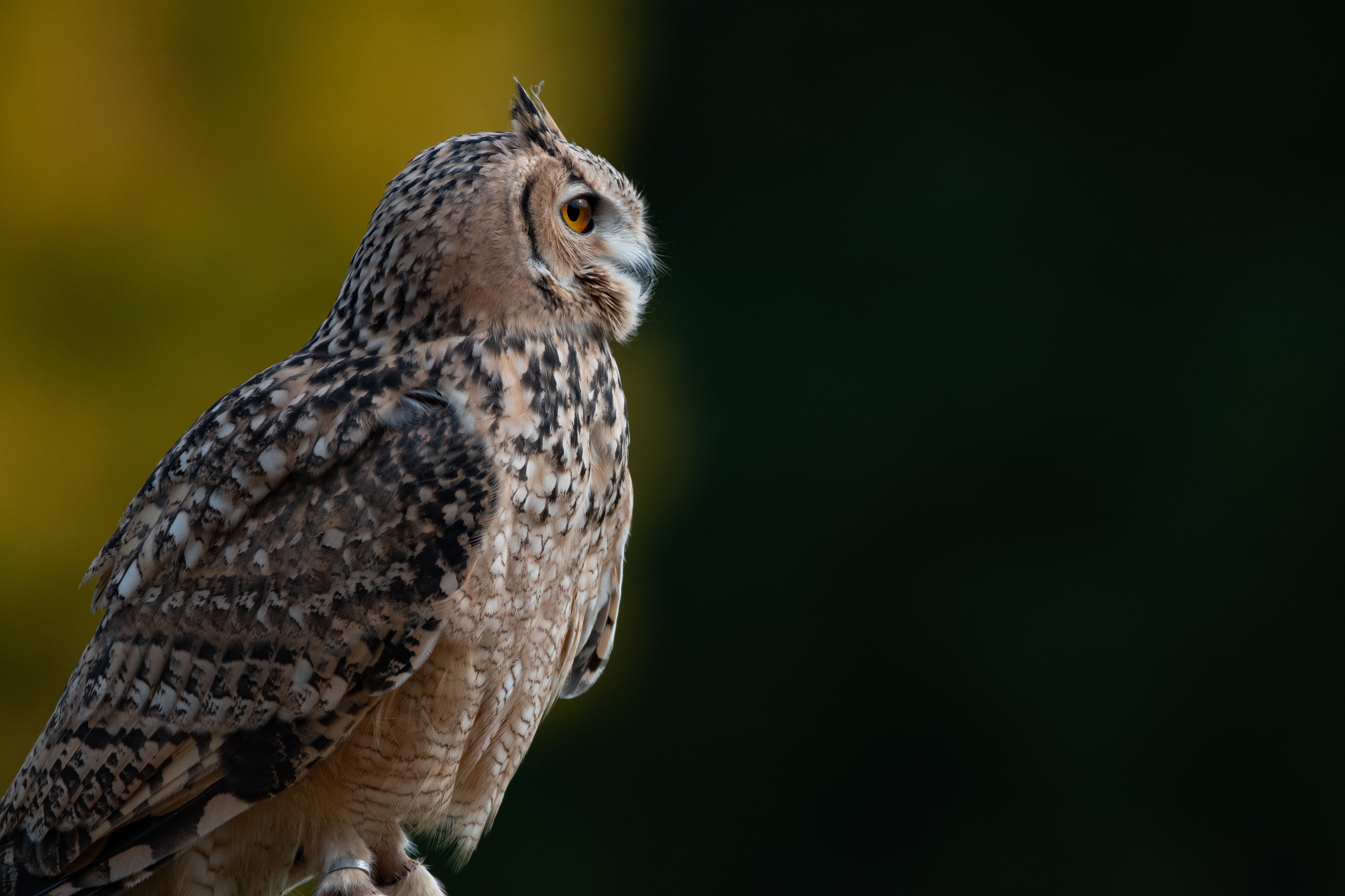 eagle owl - Hemp