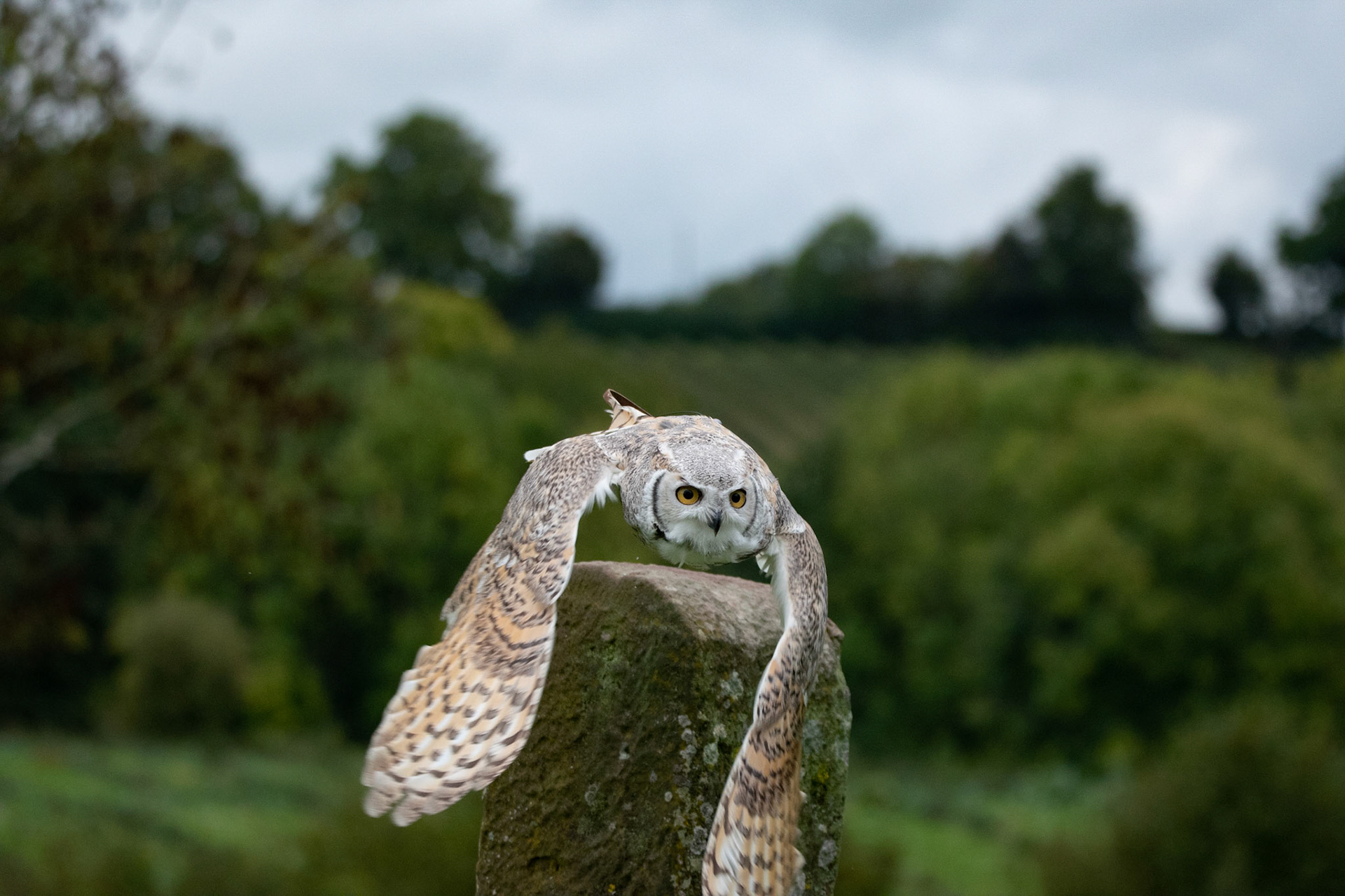 eagle owl - hemp