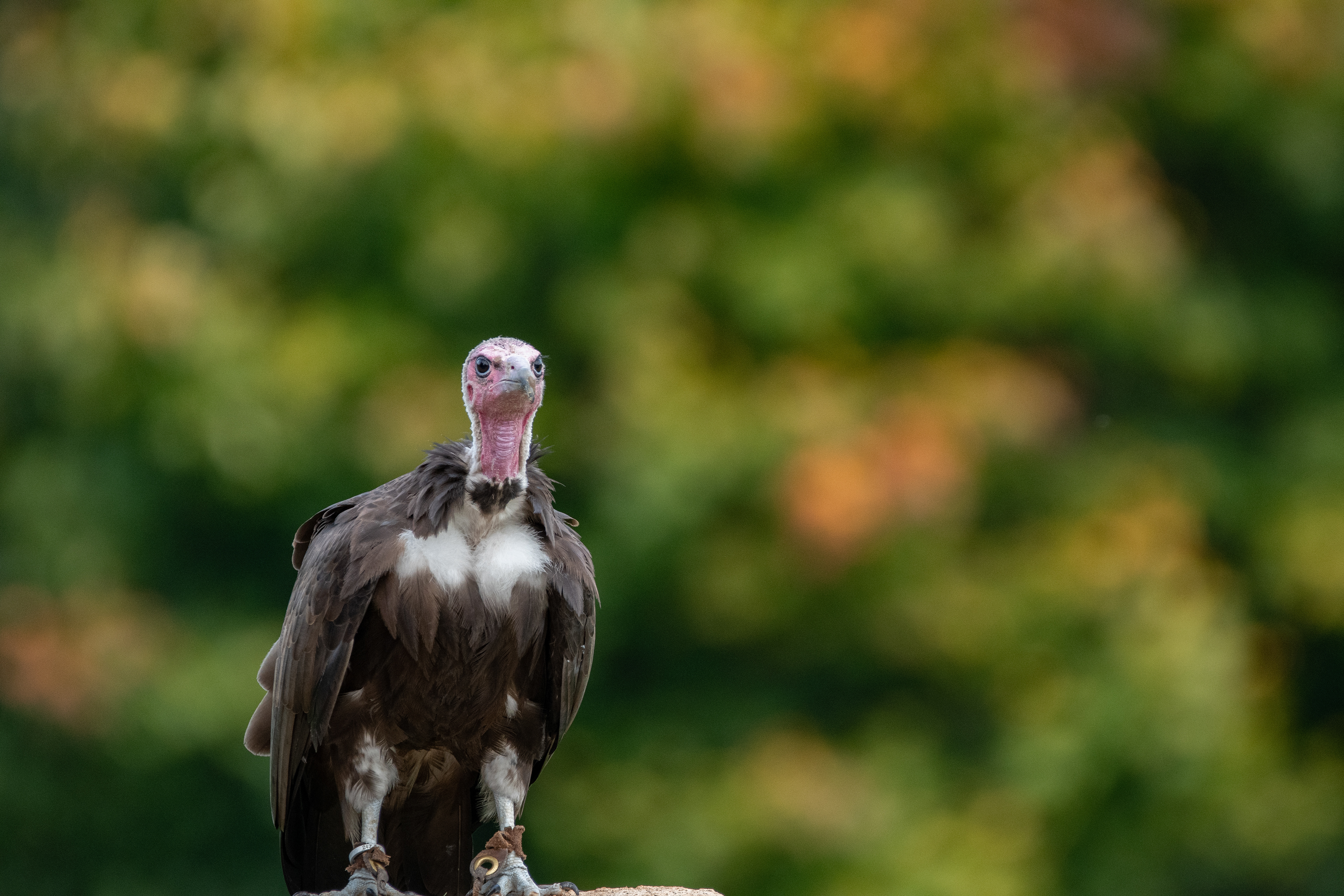 Griffon Vulture