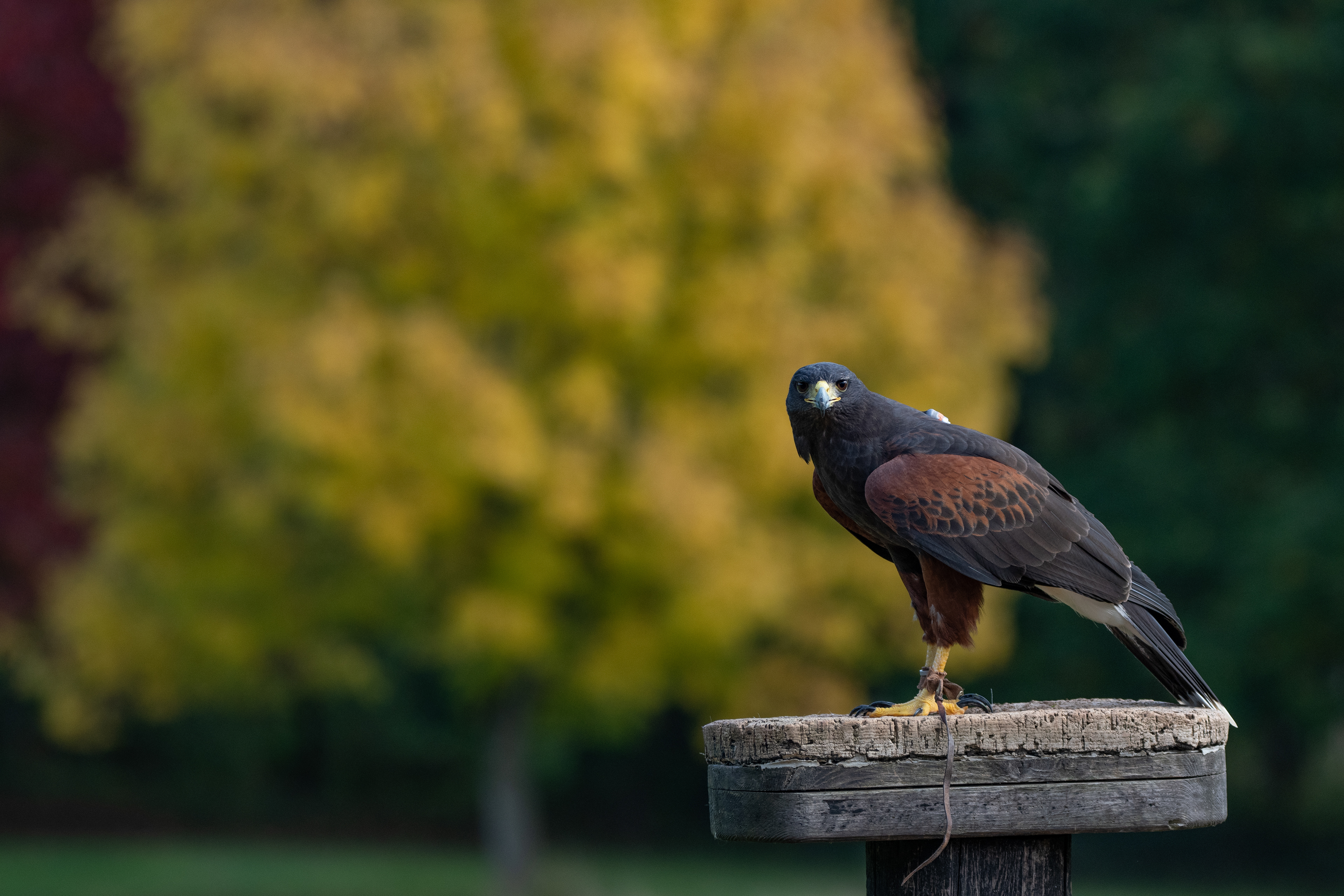 HarrisHawk - Domino
