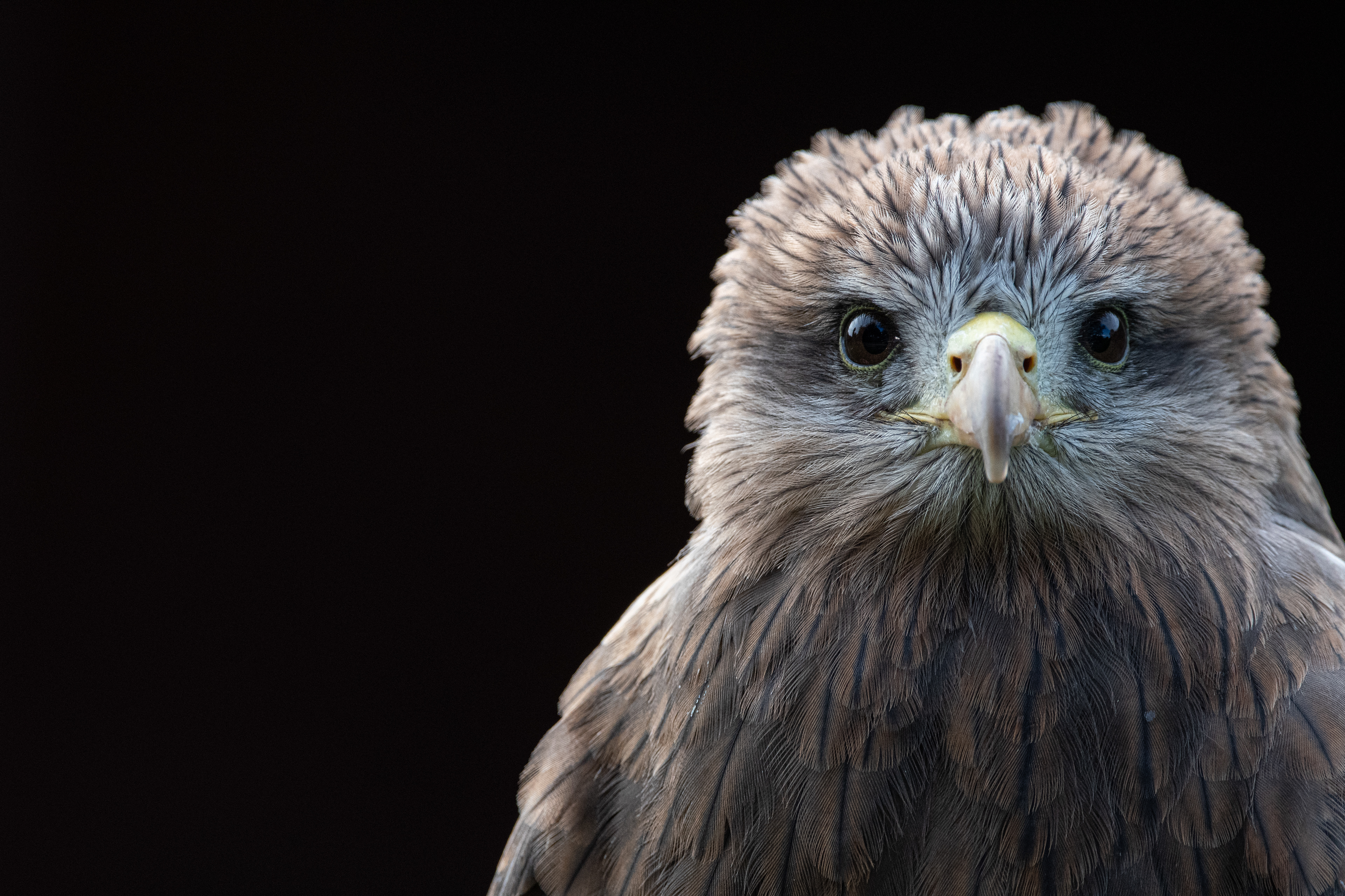 yellow billed kite