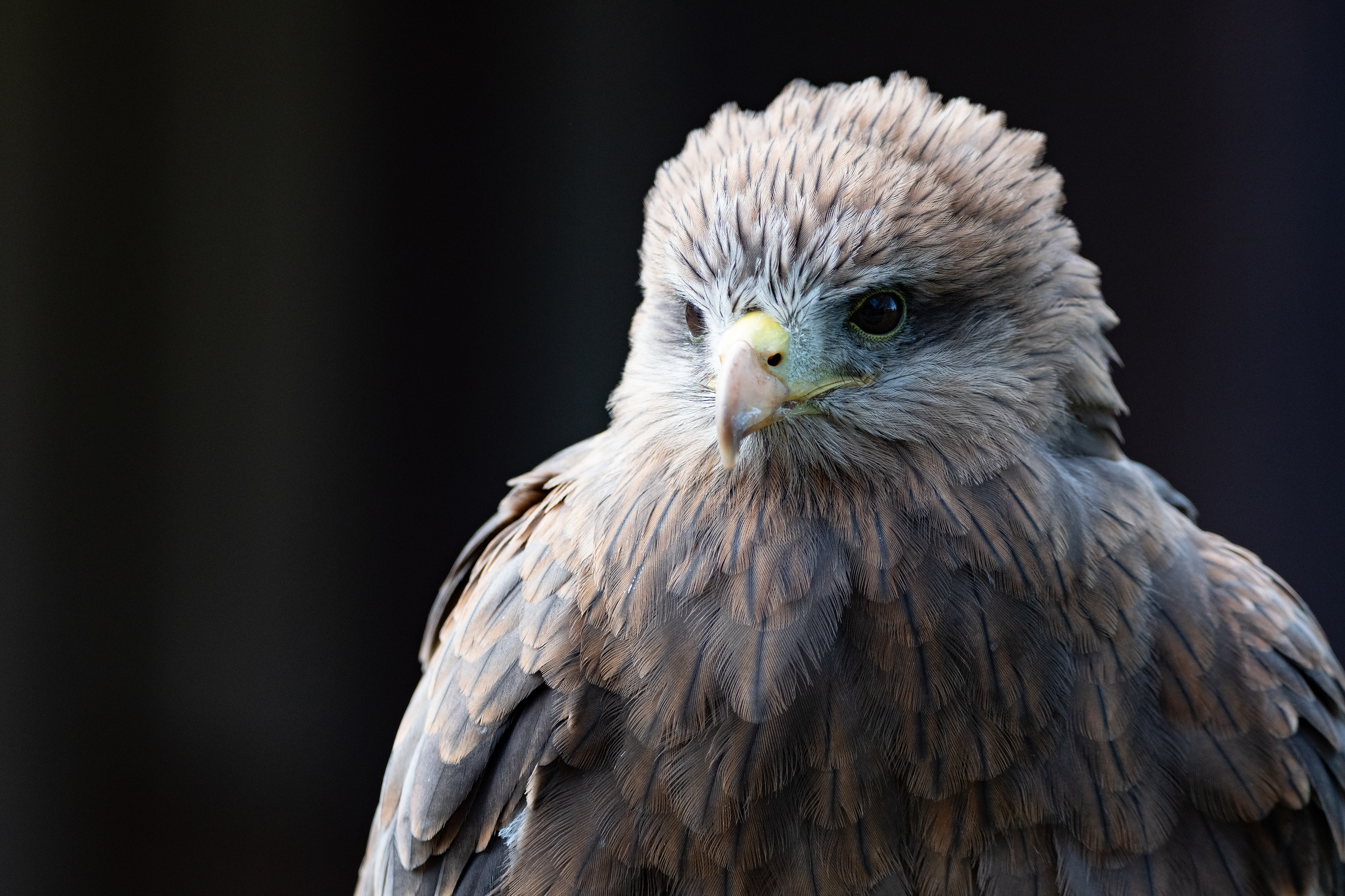 yellow billed kite
