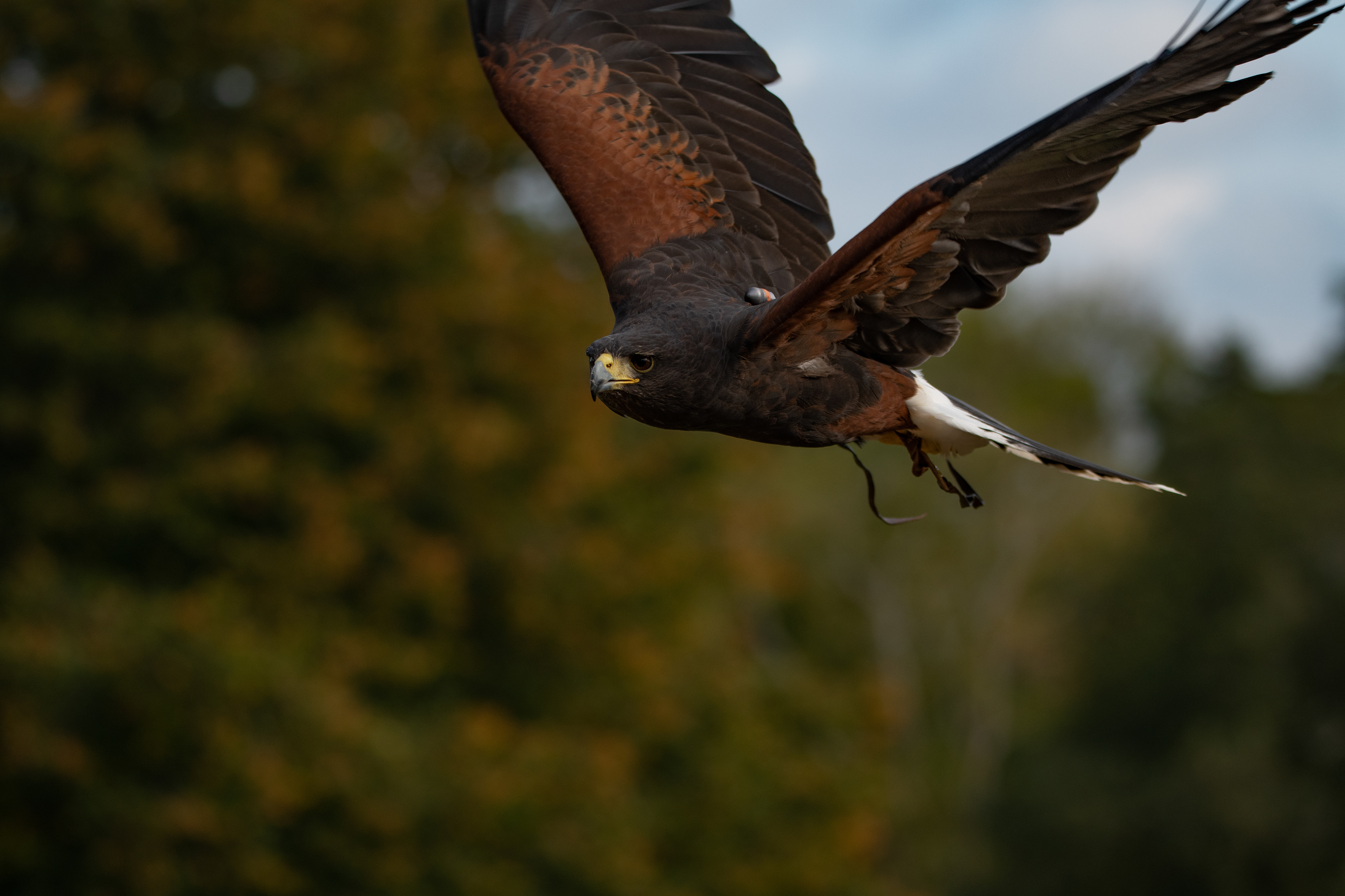 HarrisHawk - Domino