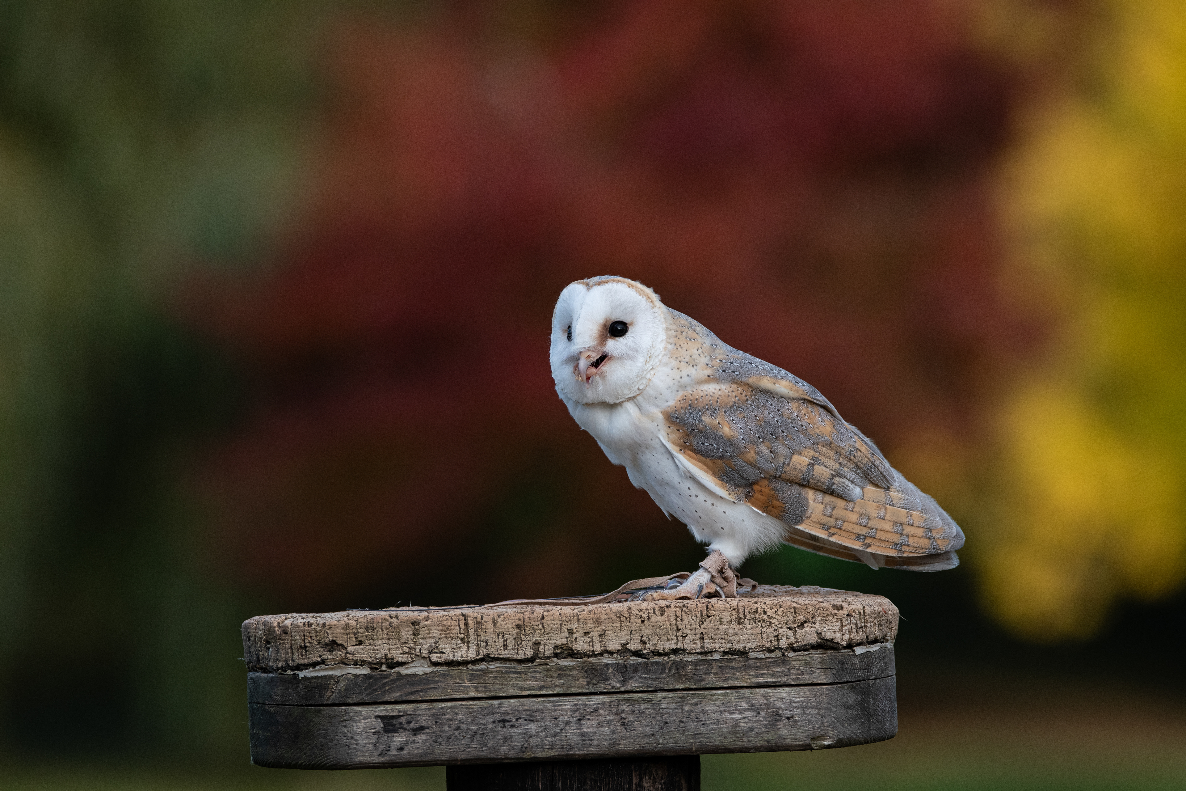 barn owl