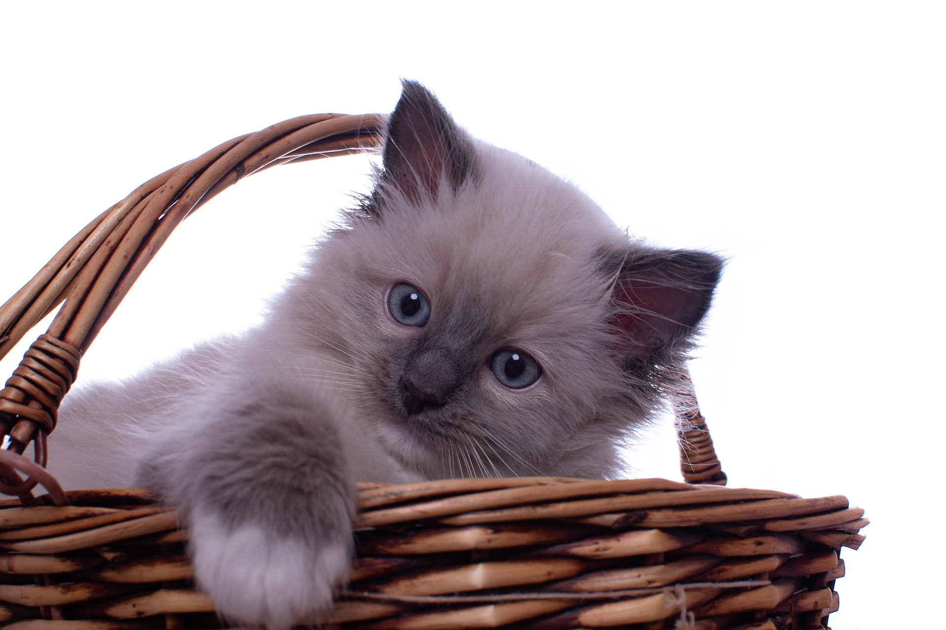 Mitte wishes you a happy easter. #kitten #ragdoll #ragdollcat #ragdollsofinstagram #petsofinstagram #bluepoint #cat #cats #catsofinstagram #kittensofinstagram #cute #chillin #chilling #relaxing #easter #basket #fluffy #highkey