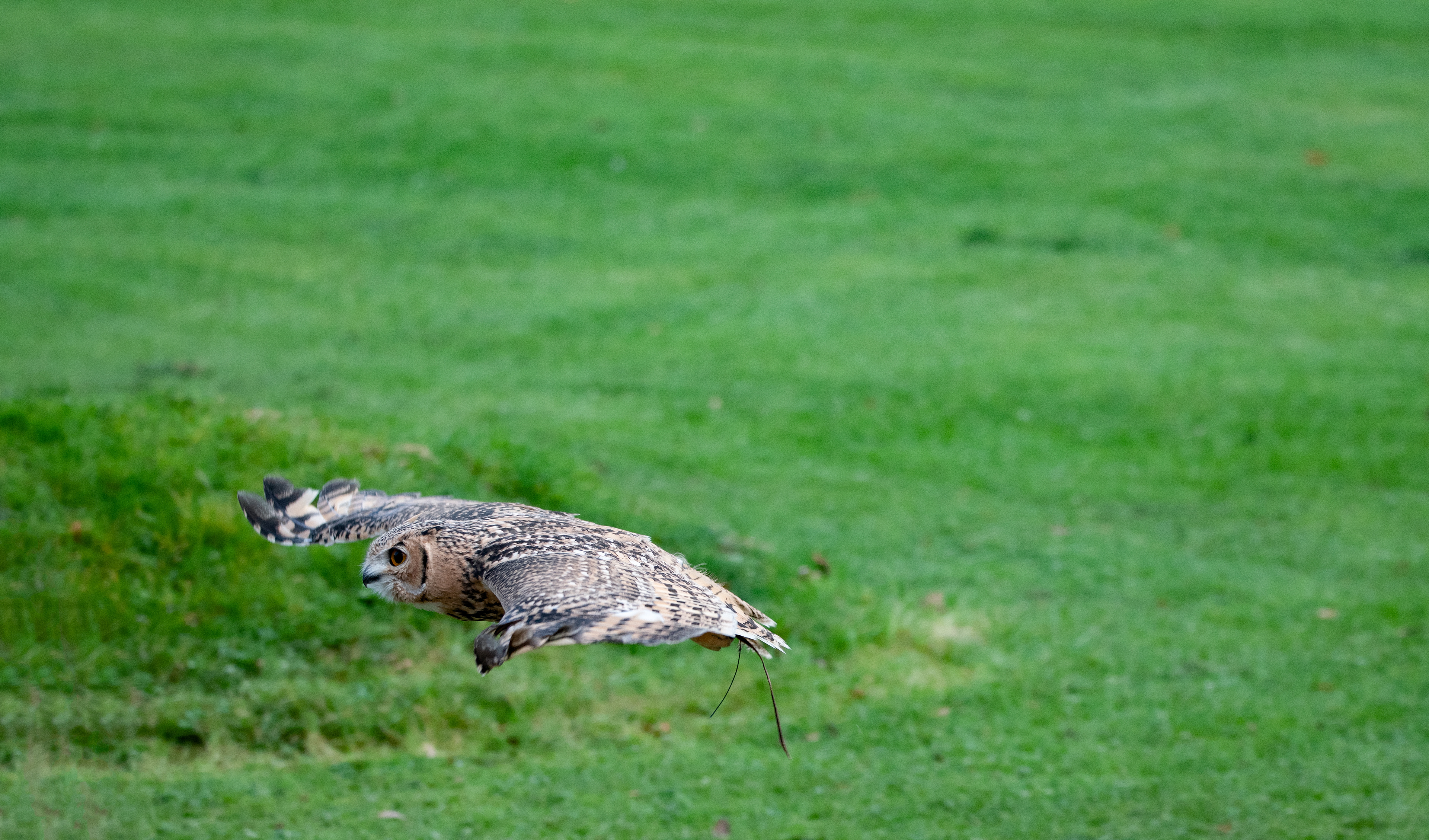 eagle owl - Hemp