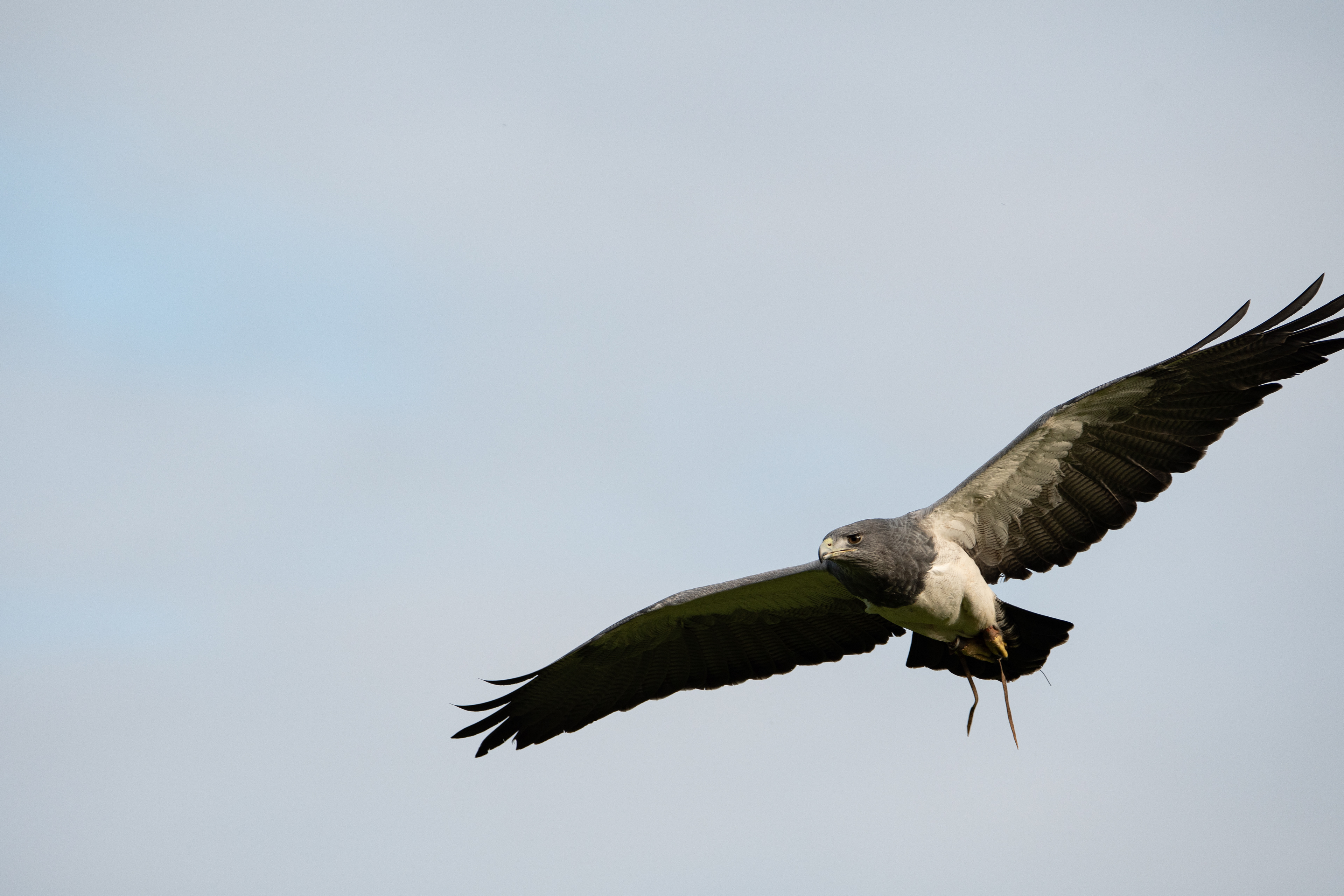 Grey buzzard eagle
