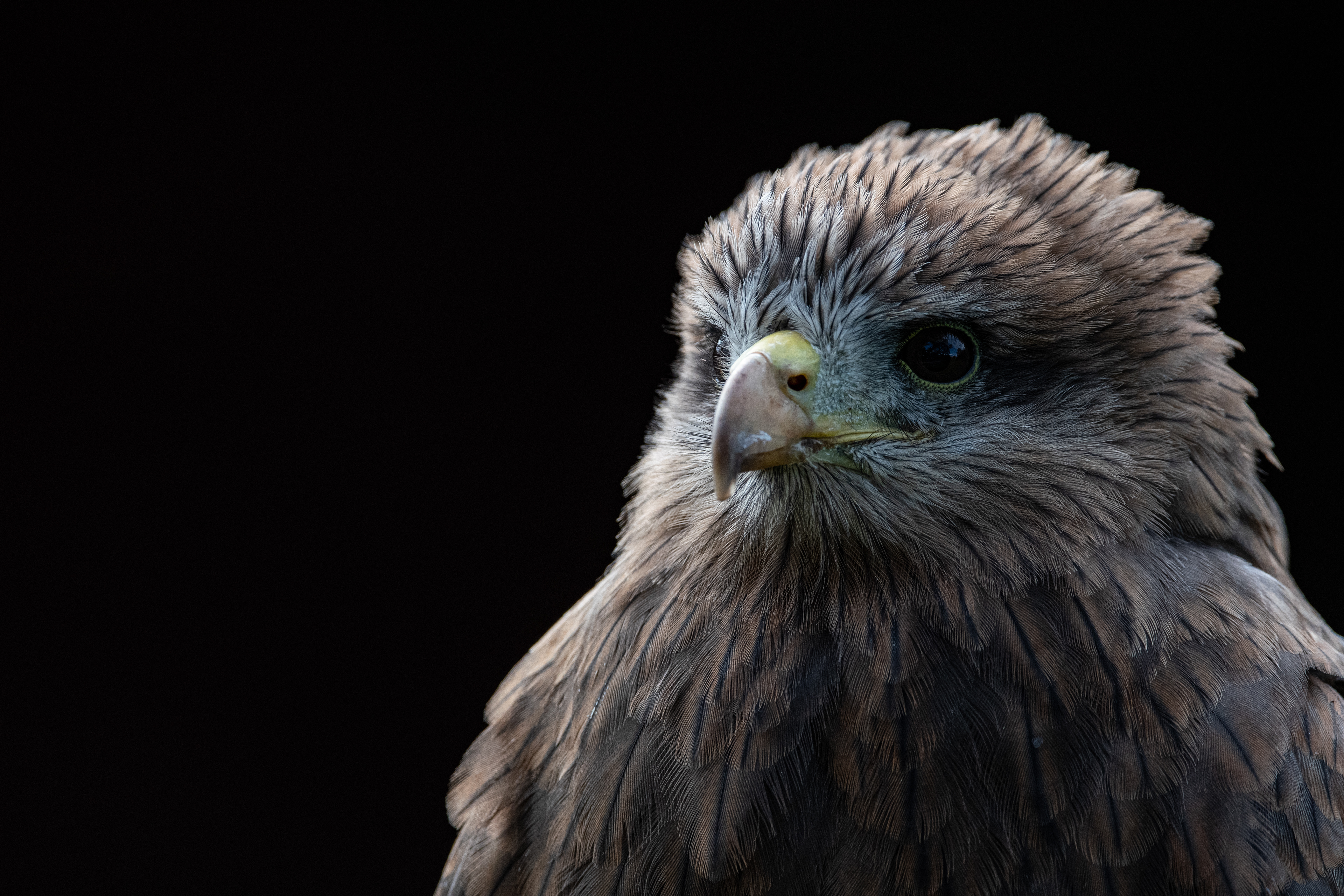 yellow billed kite