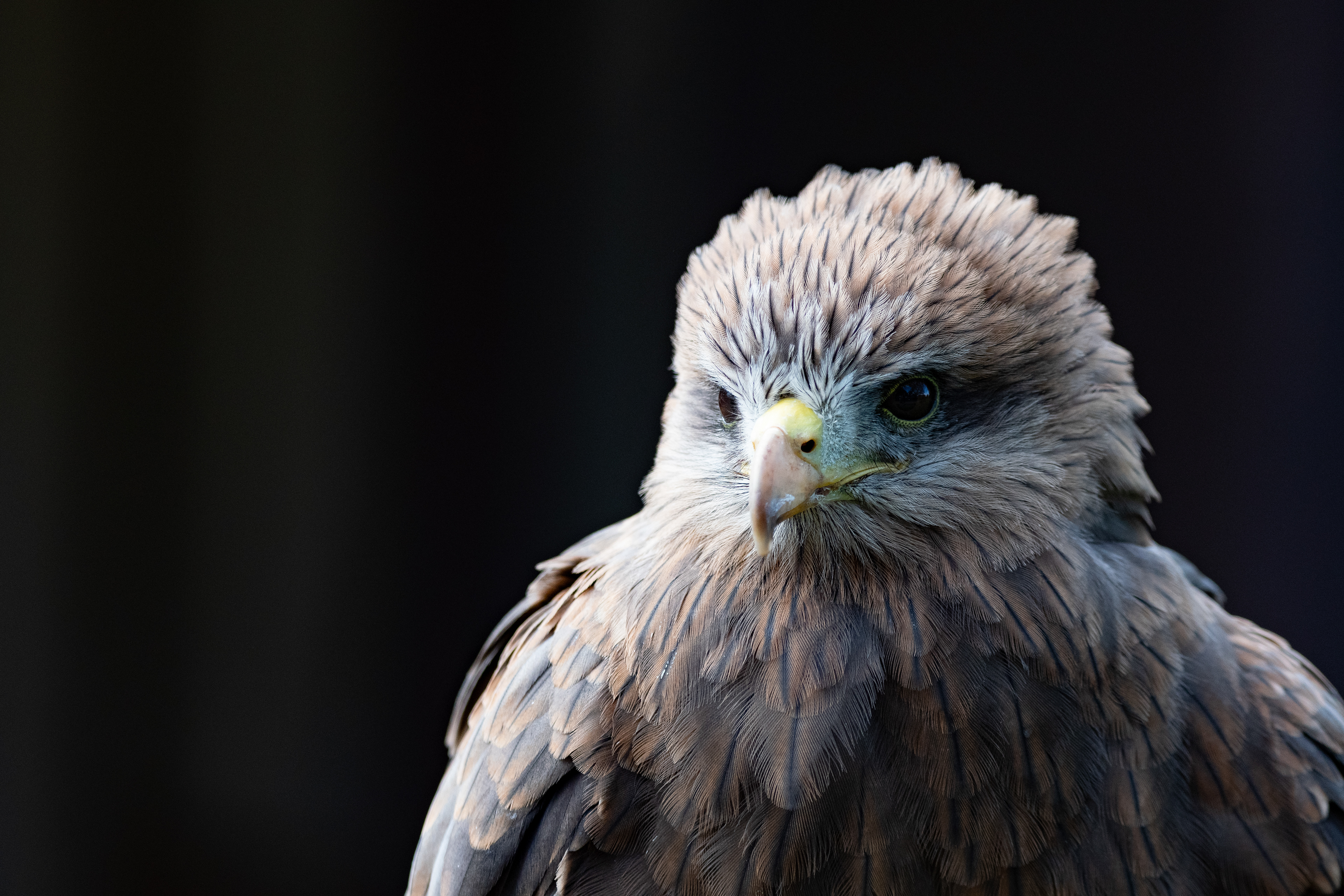 yellow billed kite