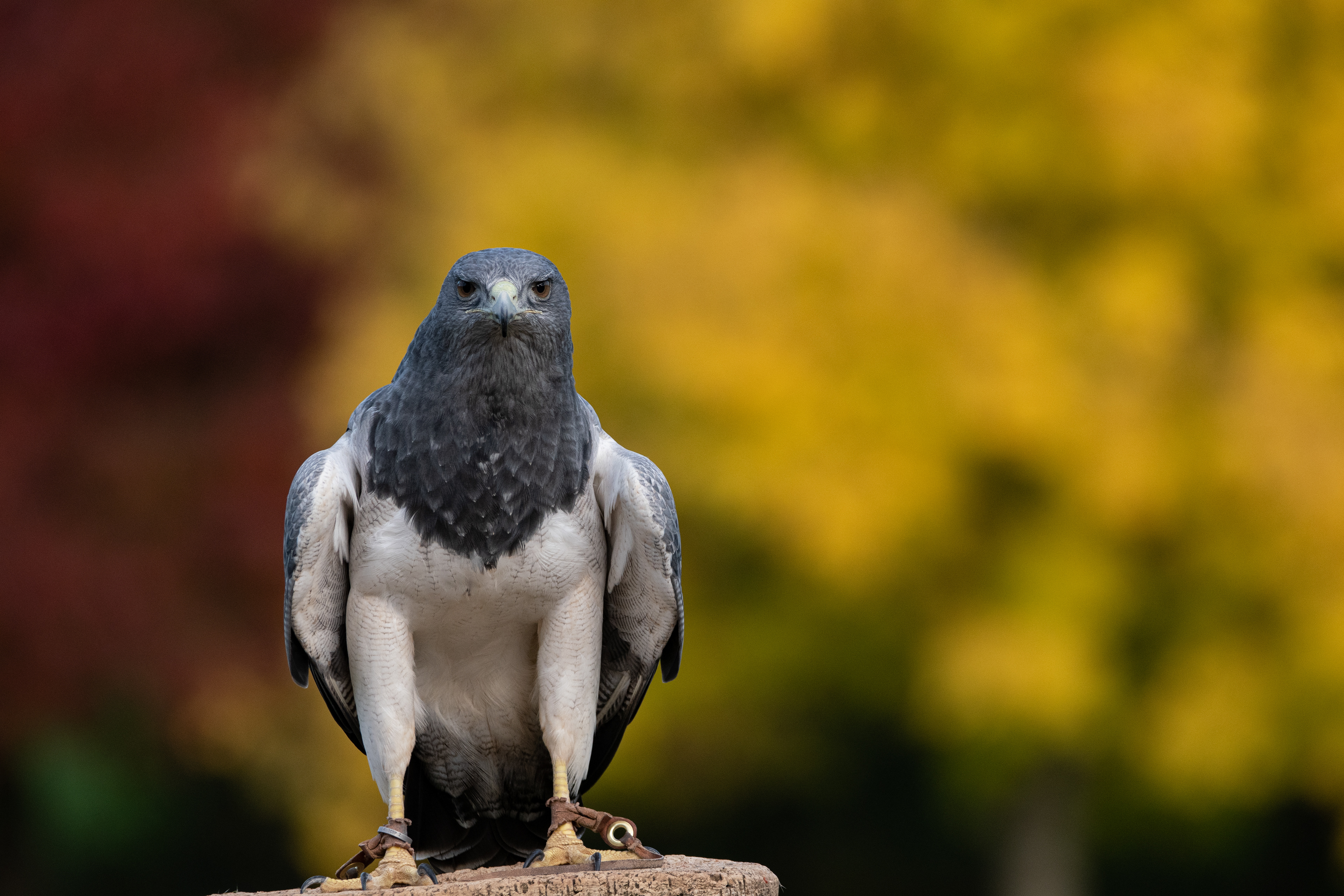 Grey buzzard eagle
