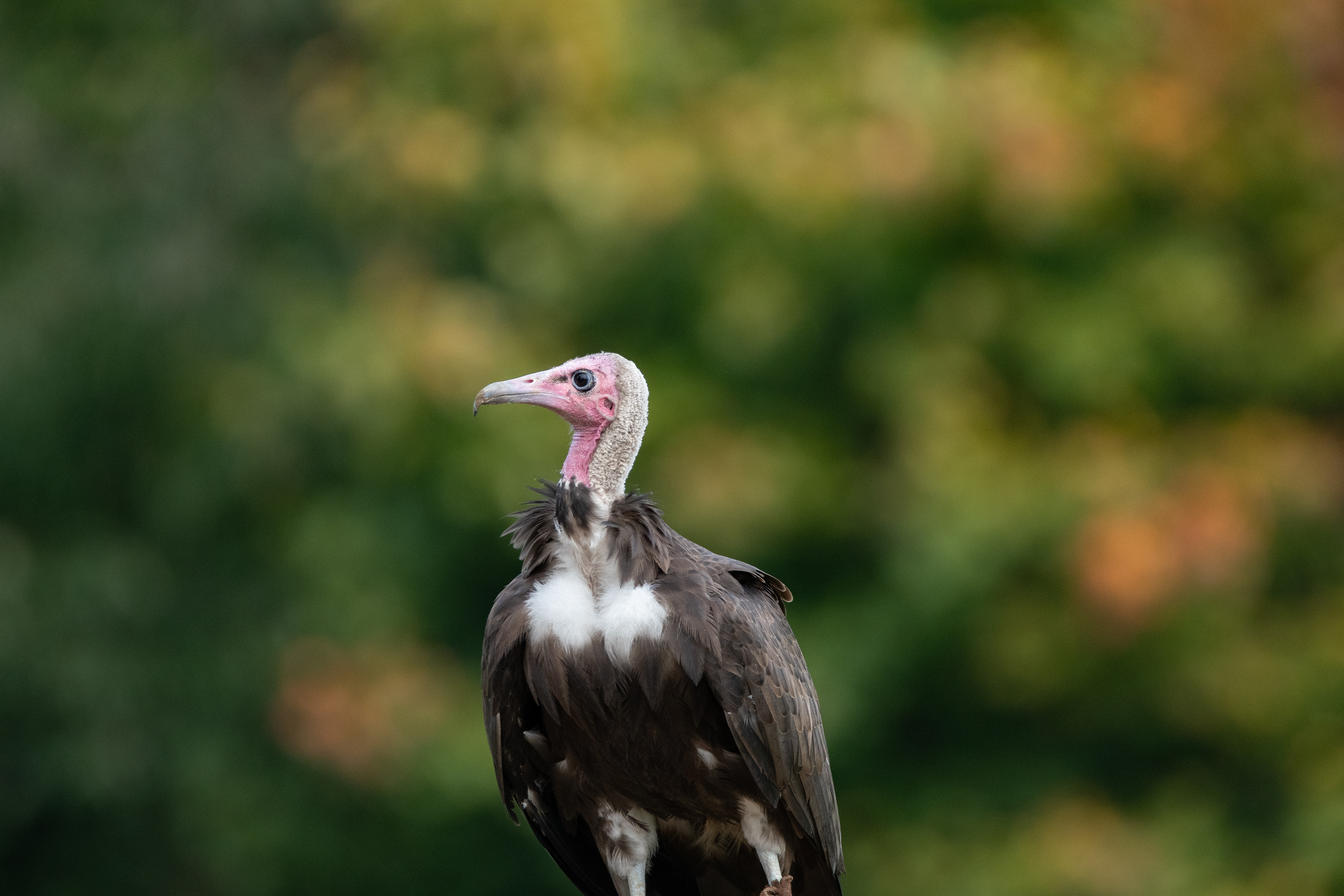 Griffon Vulture