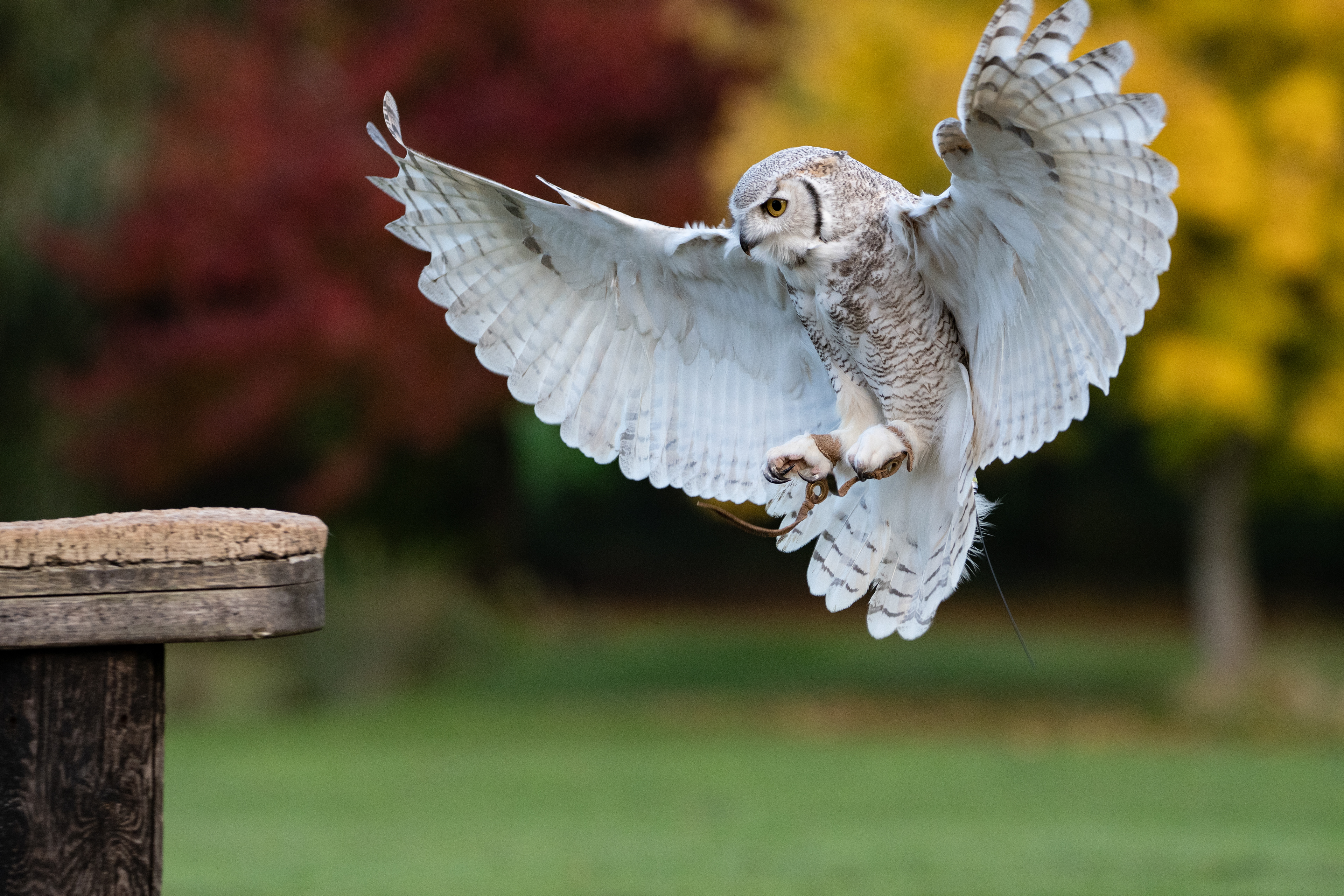 eagle owl