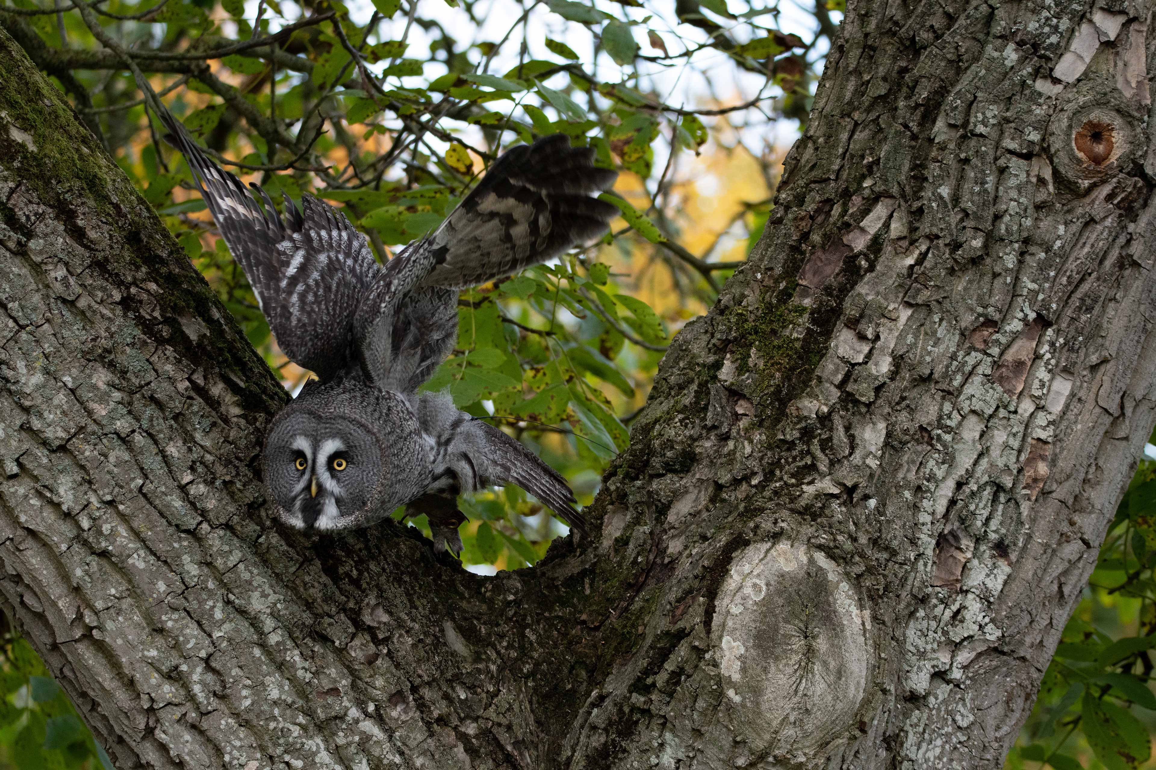 Great grey owl