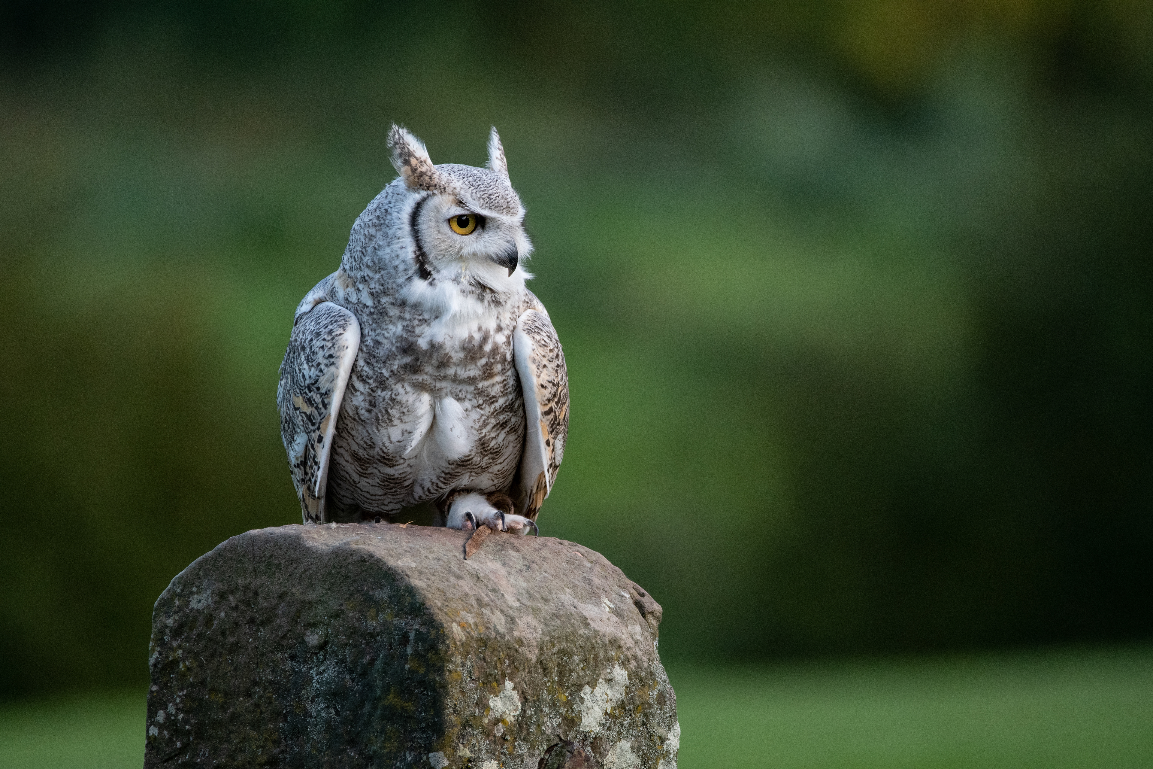 eagle owl