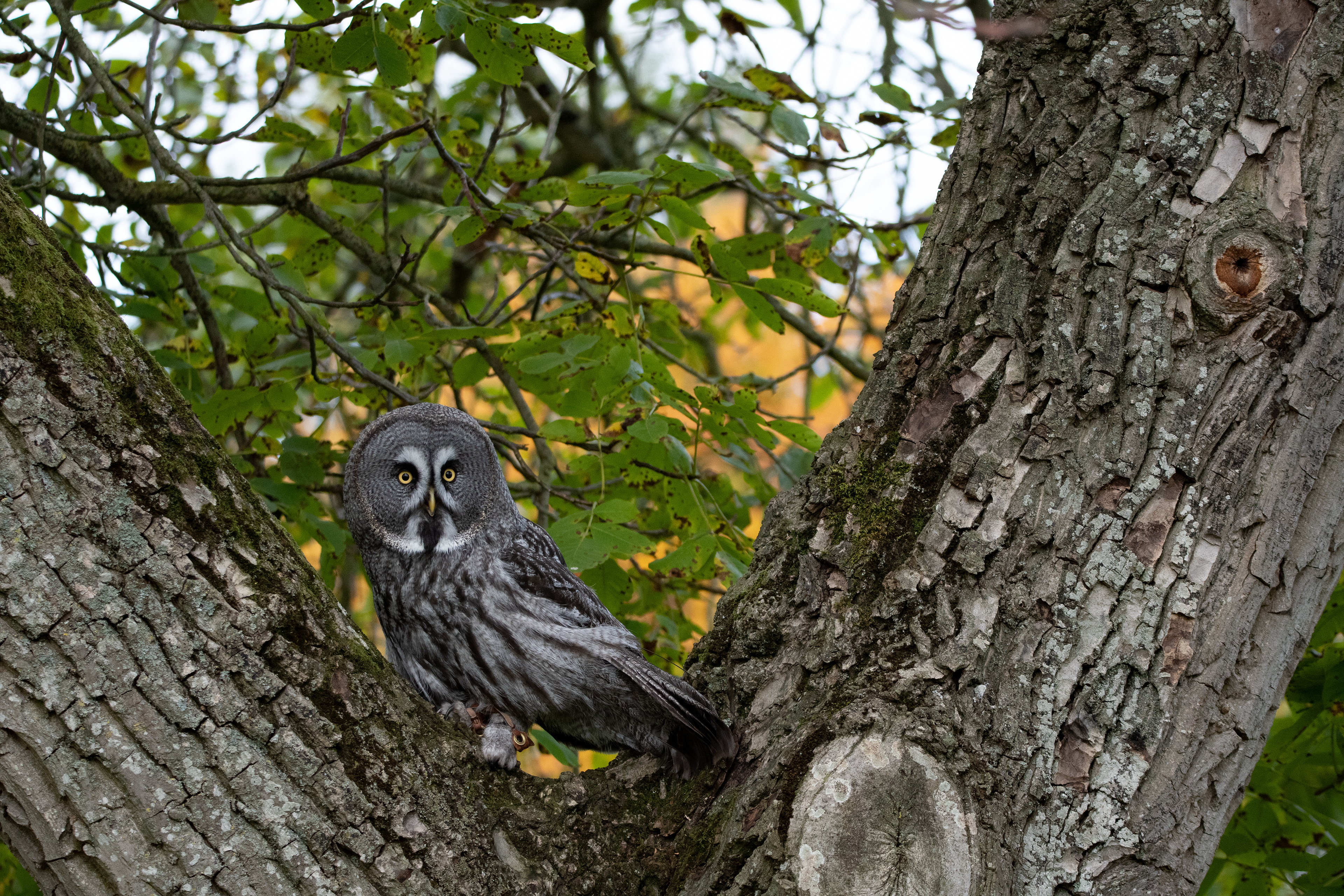 Great grey owl