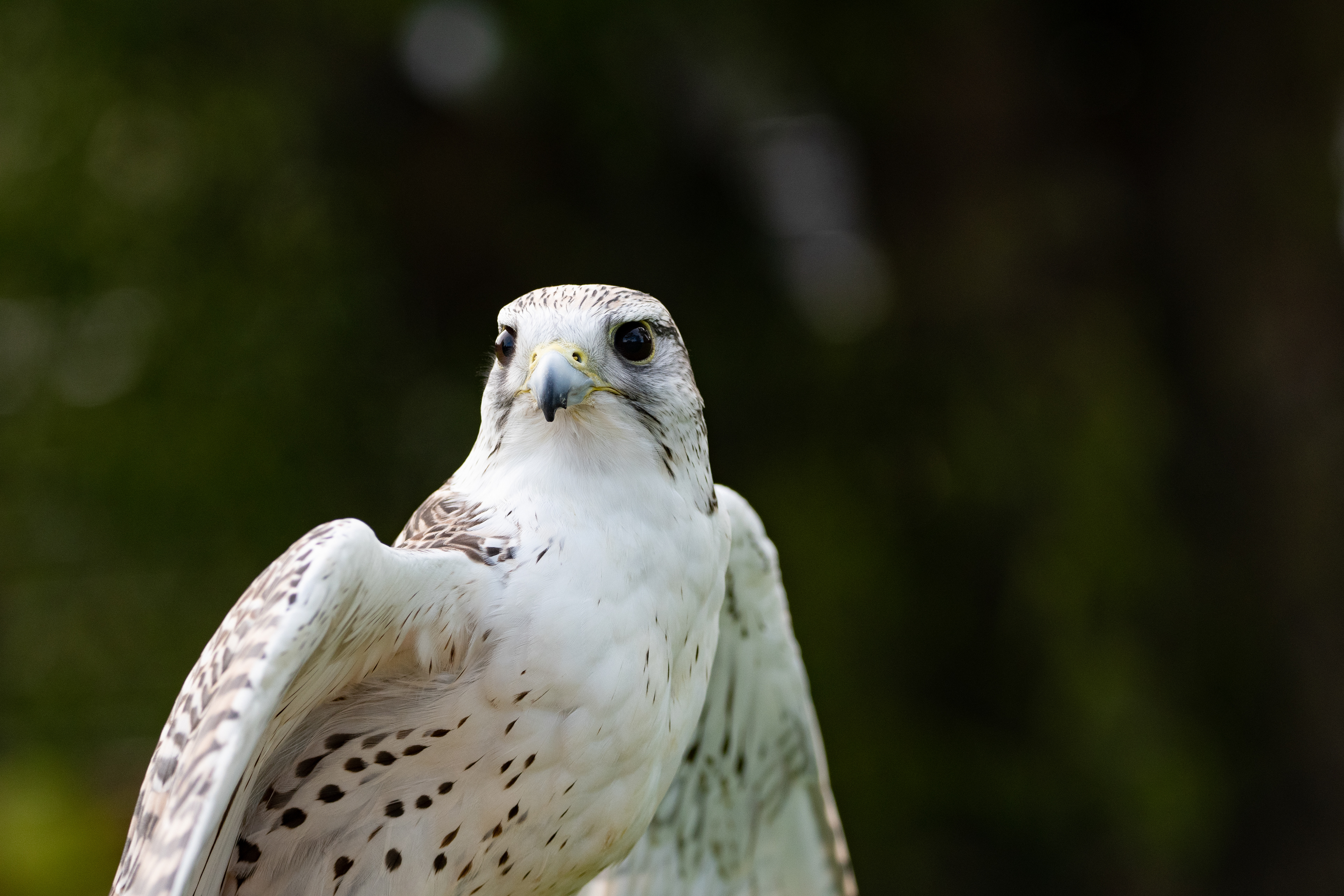 peregrine falcon