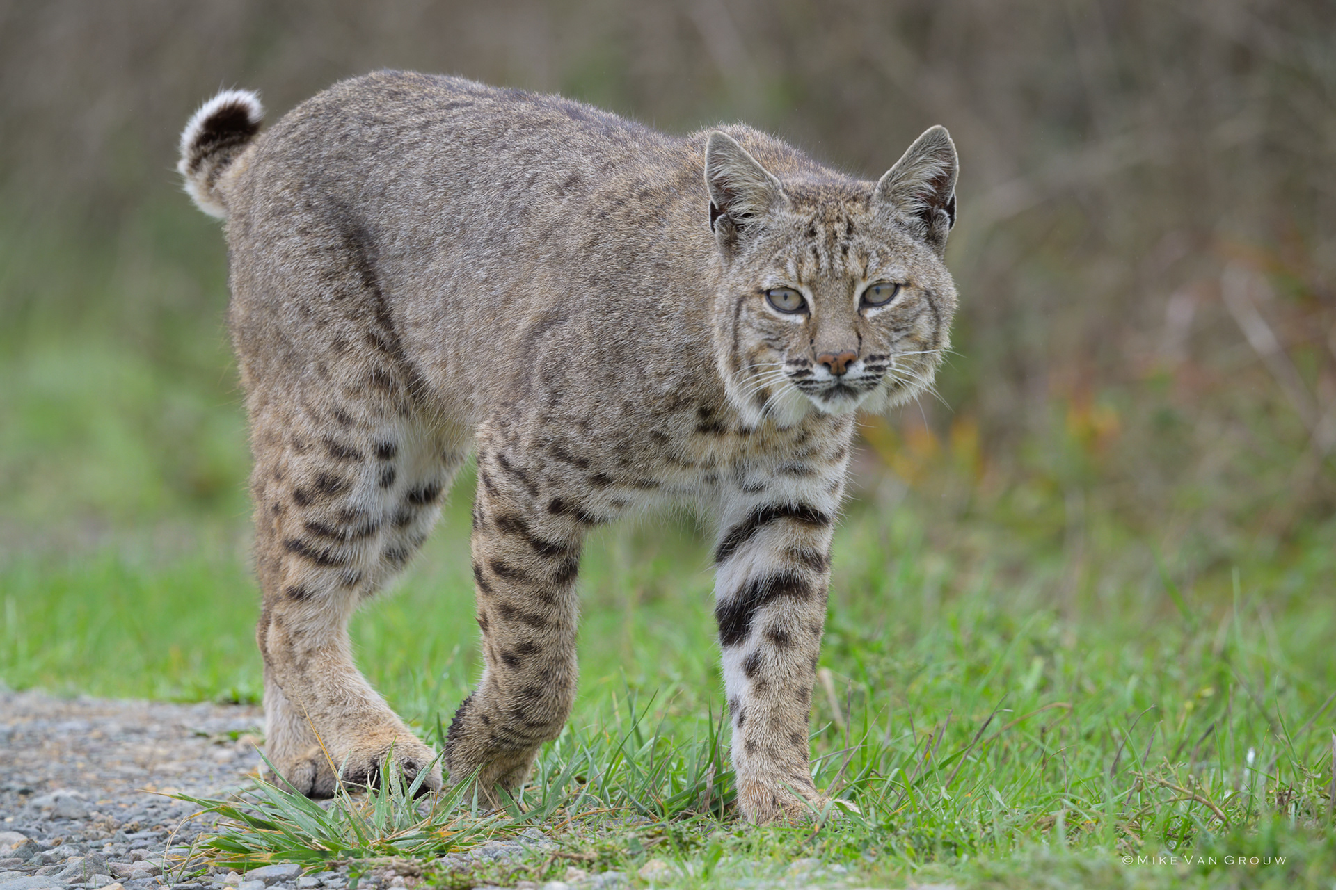 Female Bobcat at Point Reyes National Seashore CA
