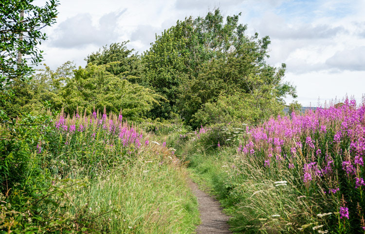 Tees Railway Walk W. from Romaldkirk W at 991221