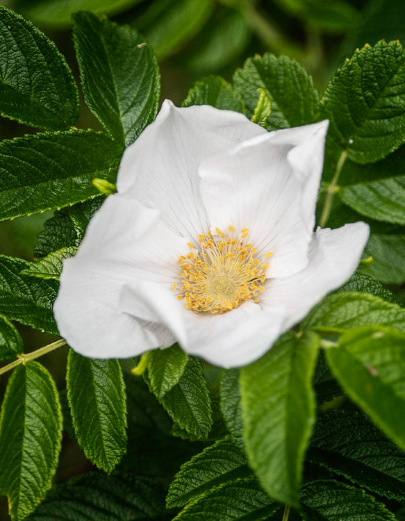 Hauxley Nature Reserve